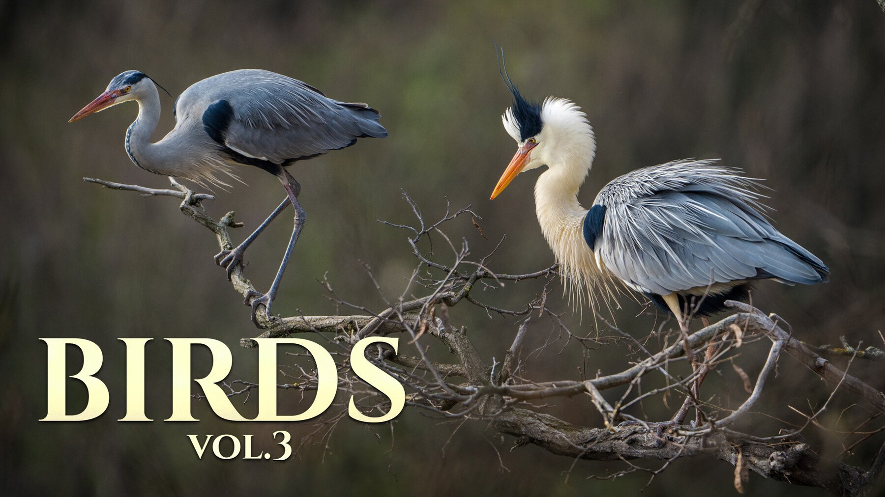 Birds Vol.3 - Reference Photo Pack For Artists 469 JPEGs