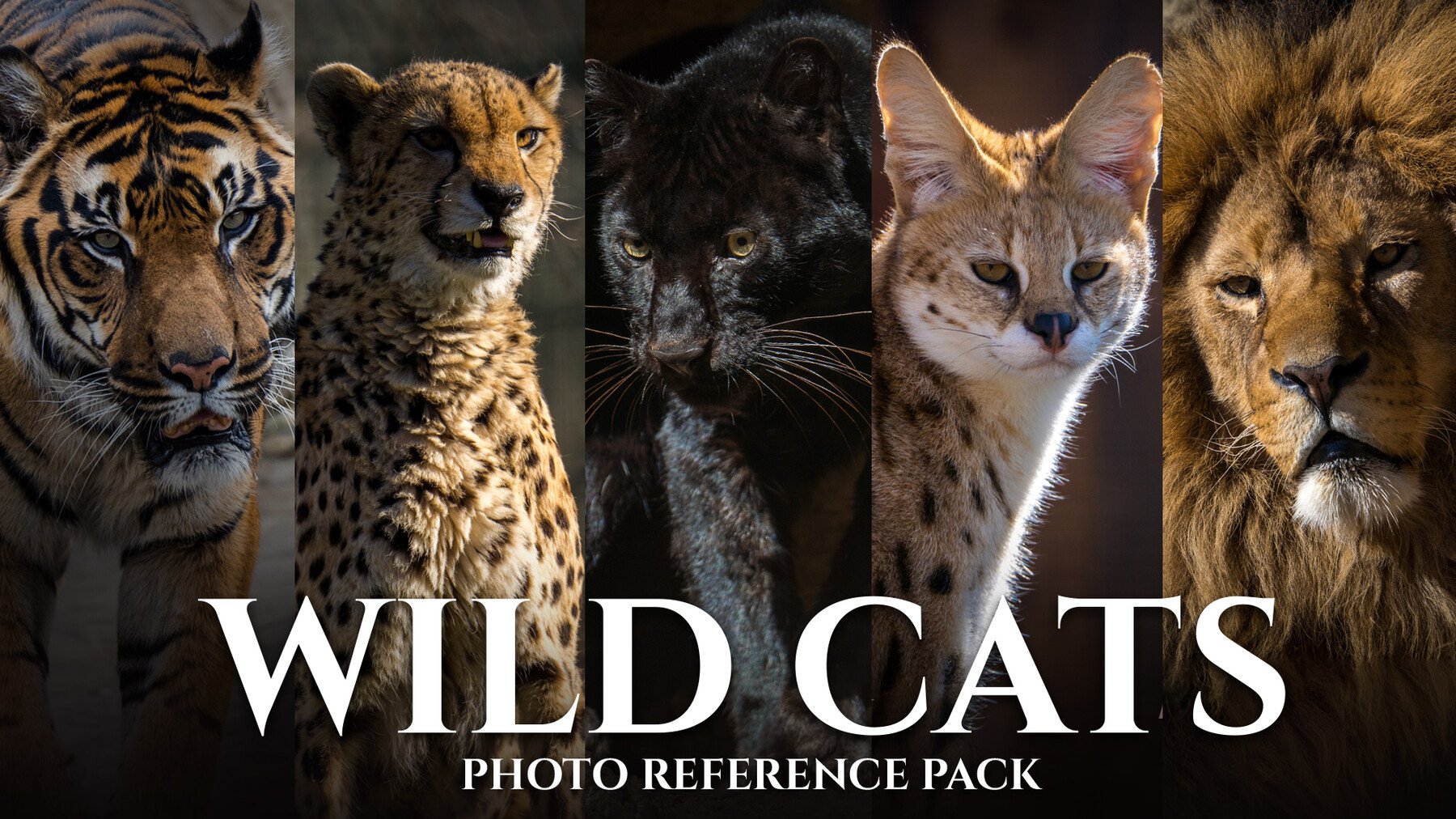 Wild Cats - Reference Photo Pack For Artists 399 JPEGs