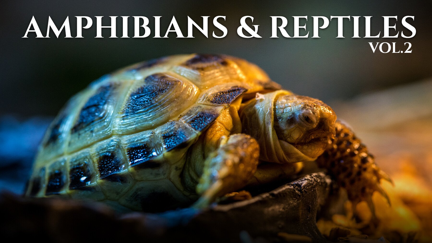 Amphibians & Reptiles vol.2- Photo Referecne Pack For Artists 432 JPEGs