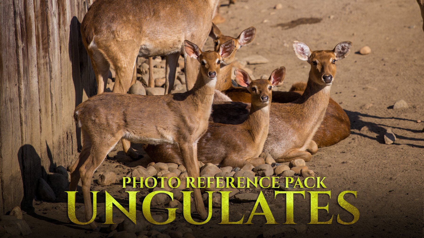 Ungulates - Reference Photo Pack For Artists 417 JPEGs