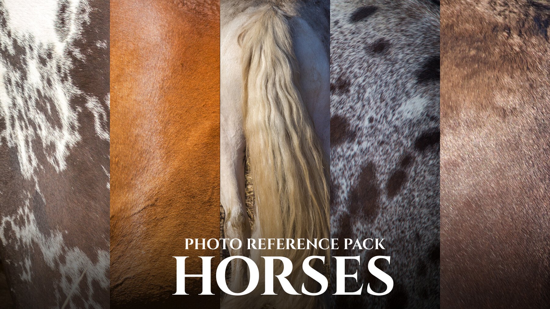 Horses - Reference Photo Pack For Artists 397 JPEGs