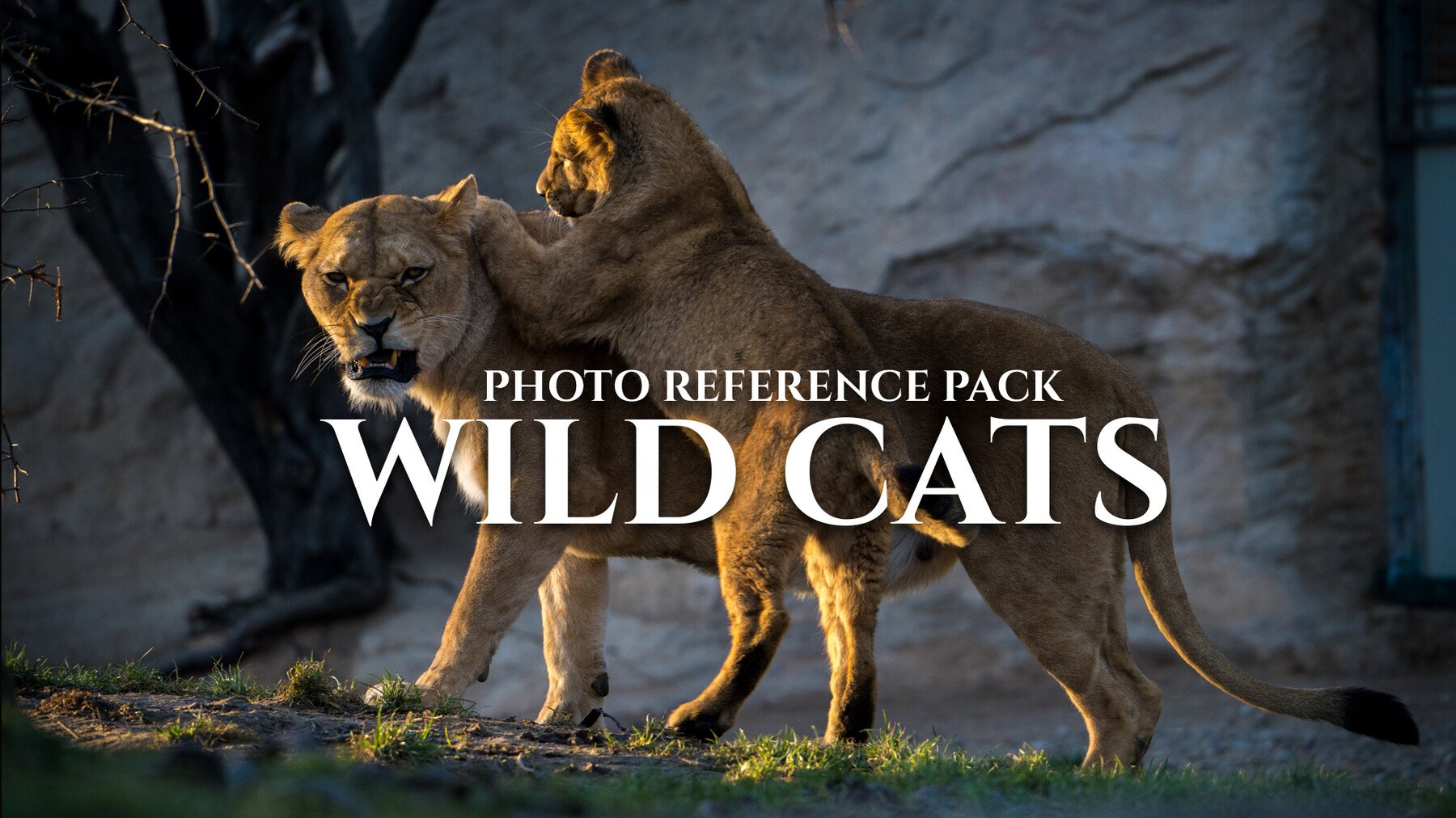 Wild Cats - Reference Photo Pack For Artists 399 JPEGs