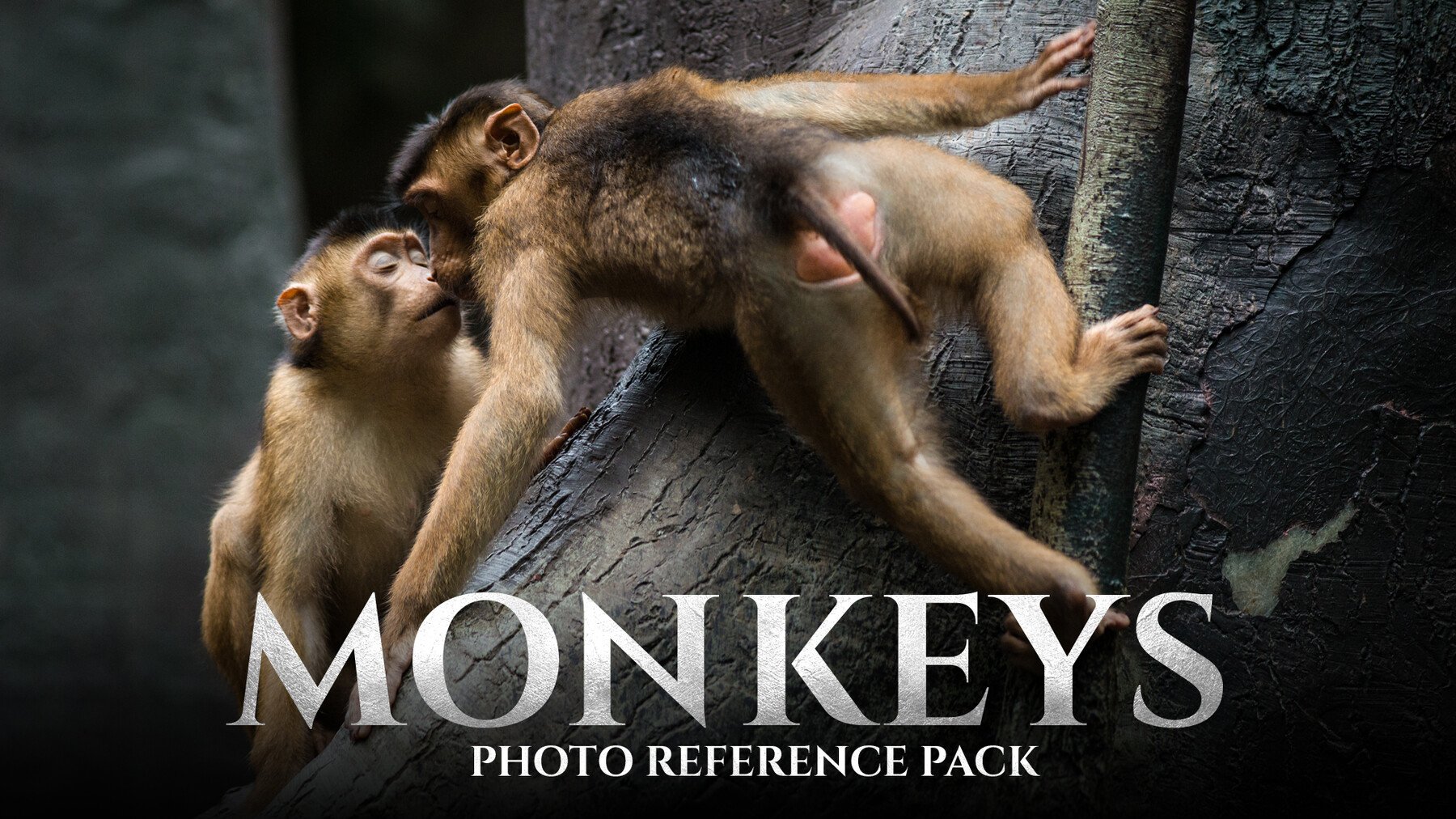 Monkeys vol.1 - Reference Photo Pack For Artists 159 JPEGs