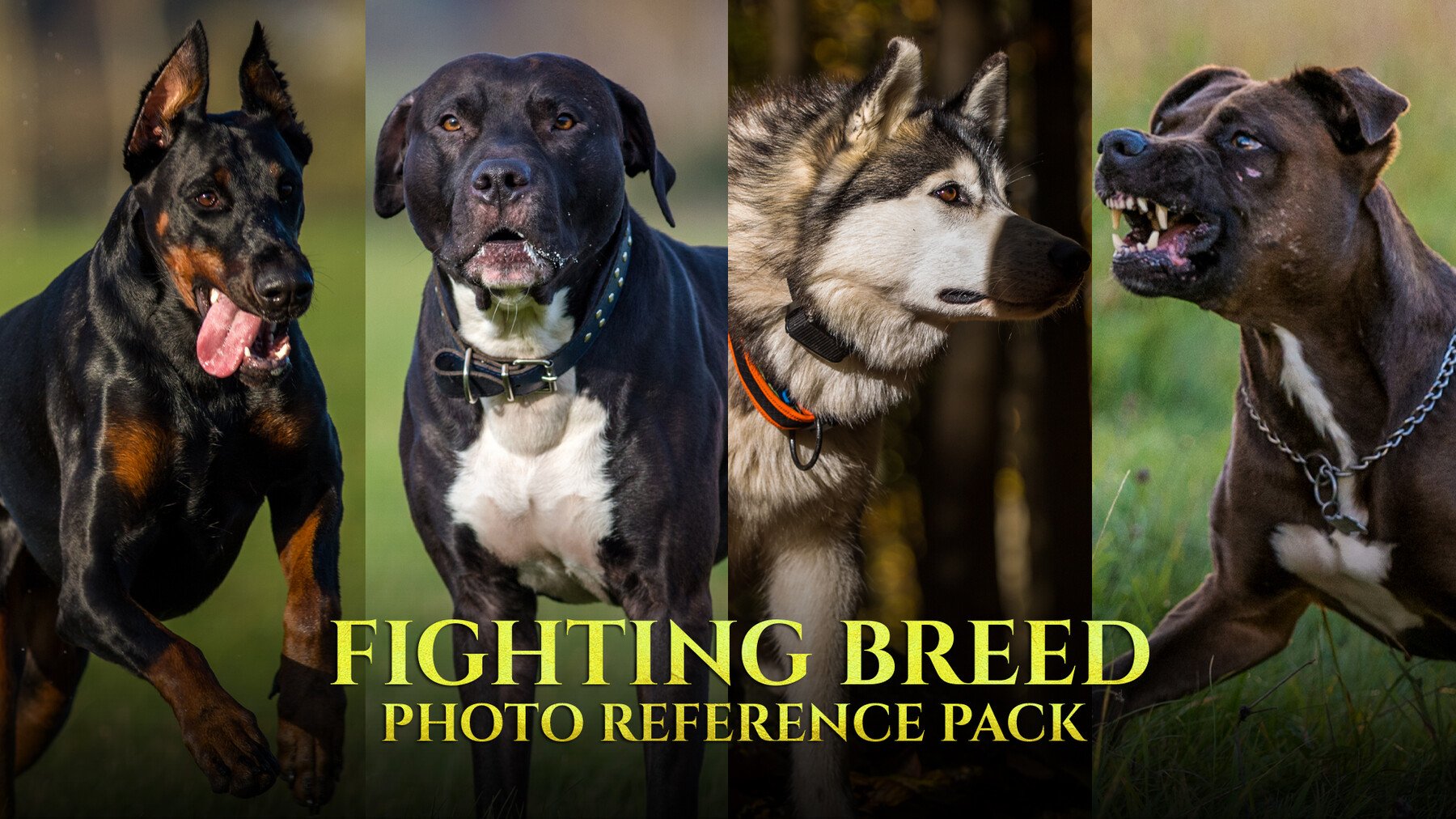 Fighting Breed - Reference Photo Pack For Artists 296 JPEGs