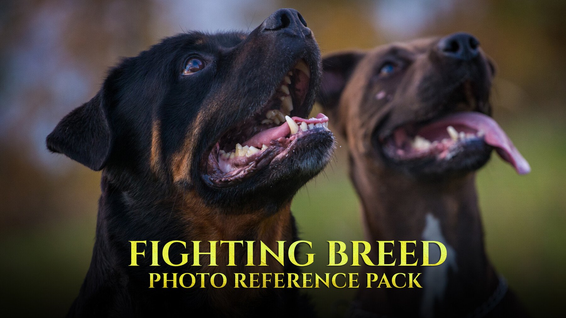 Fighting Breed - Reference Photo Pack For Artists 296 JPEGs