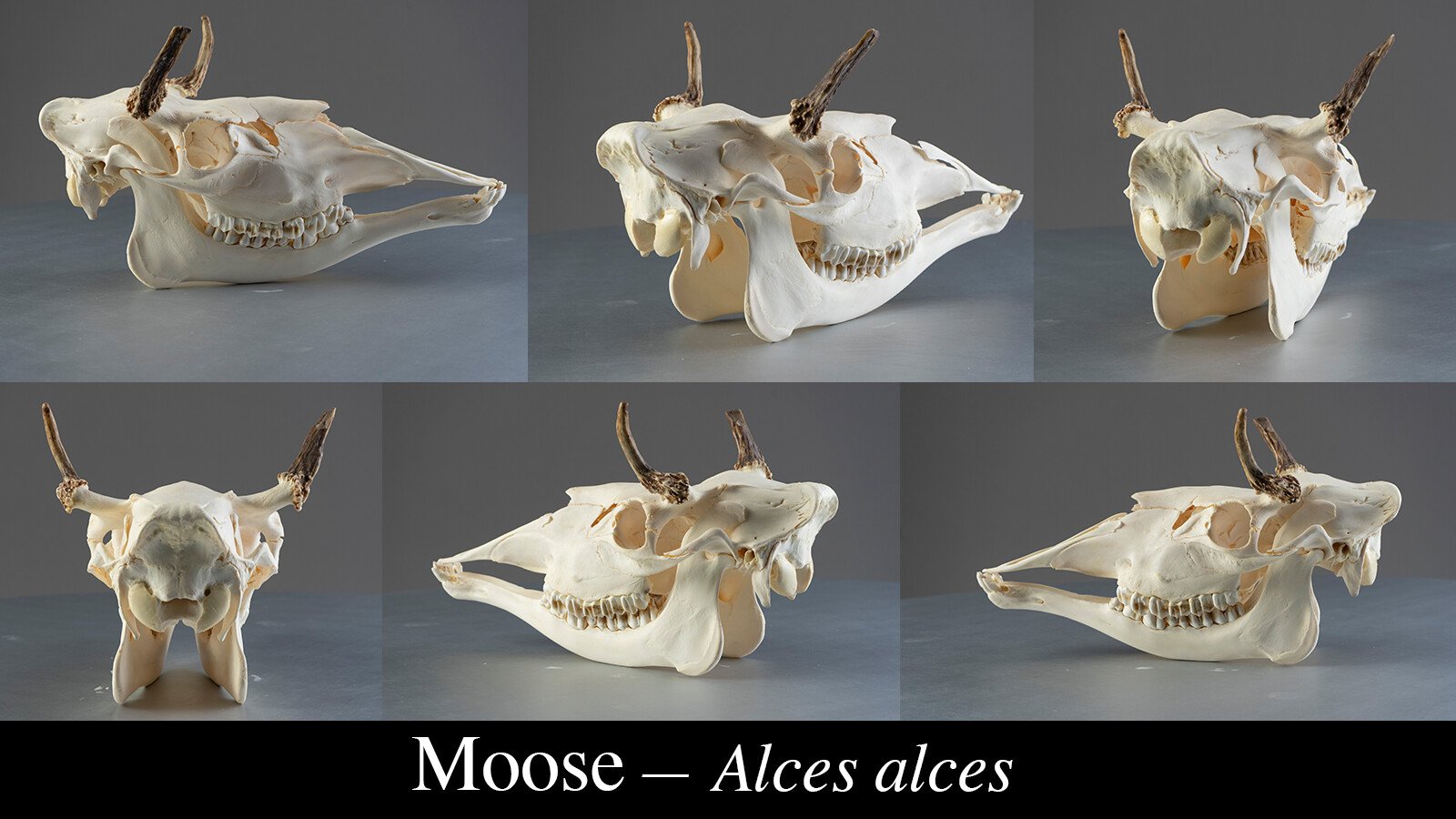 1200+ Turnaround Skull Collection Reference Pictures