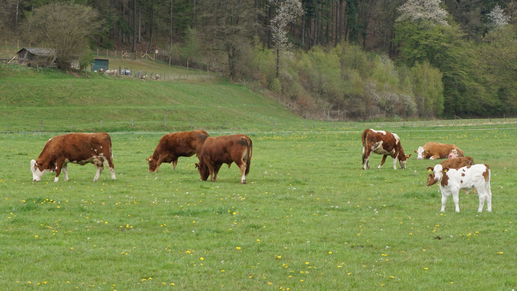 Cattle Herd - 280+ Reference pictures