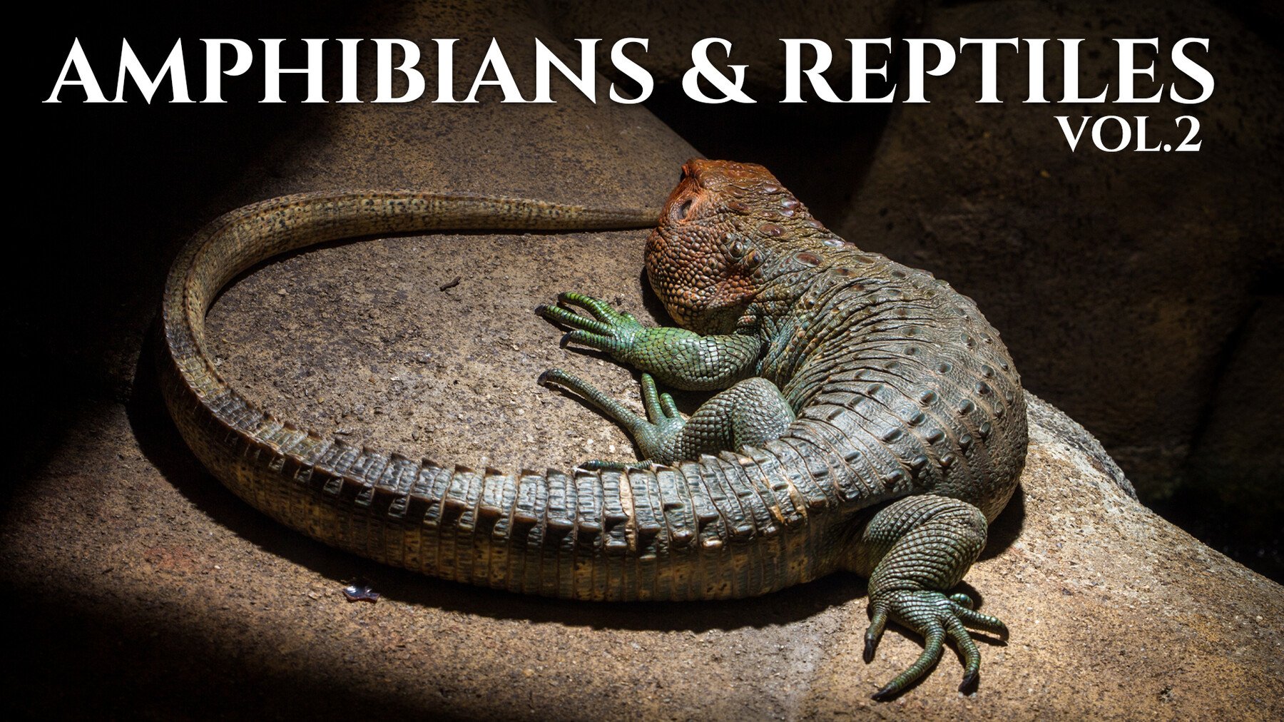 Amphibians & Reptiles vol.2- Photo Referecne Pack For Artists 432 JPEGs