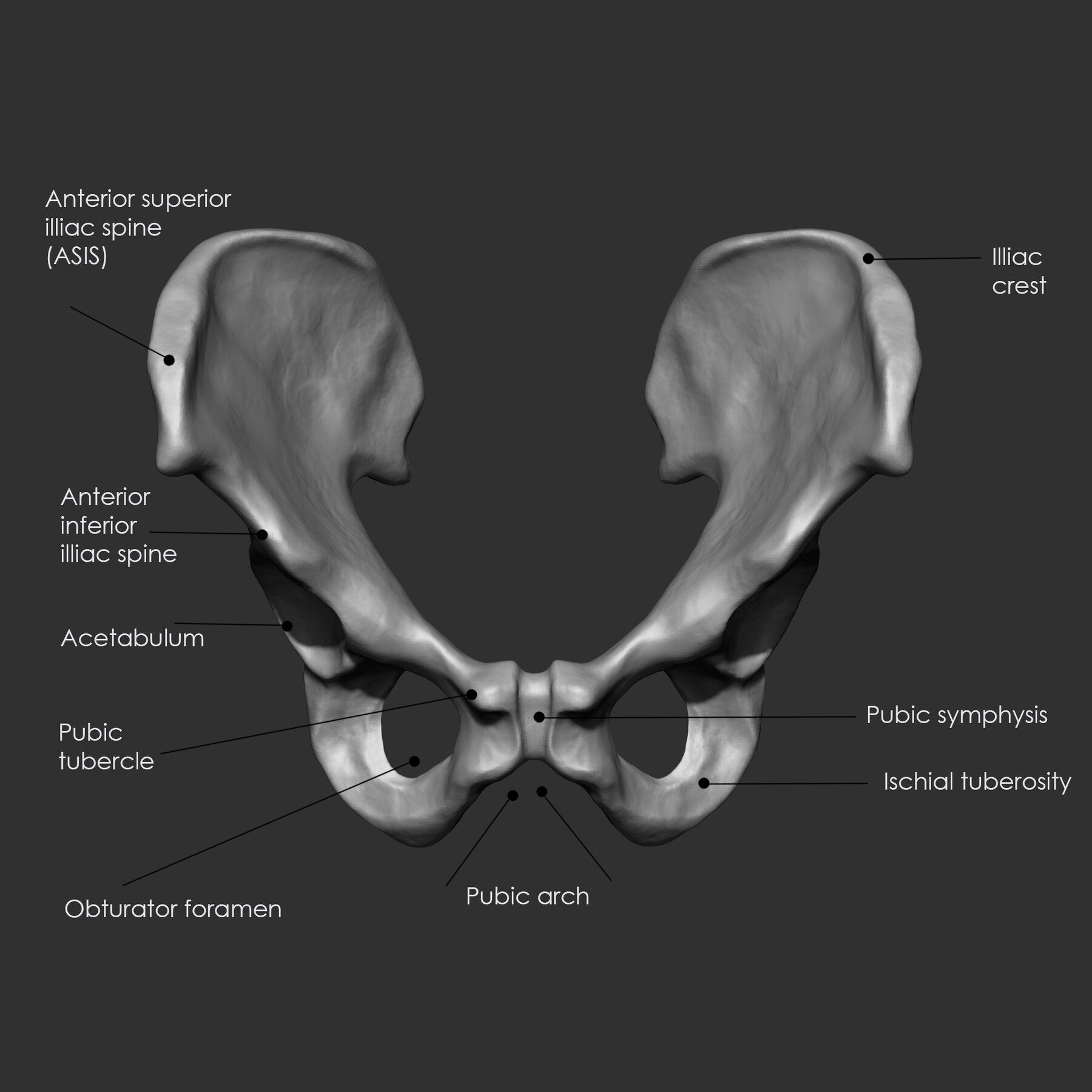 (Skeleton) Human Bones Collection IMM\Stl\Obj Brush Pack 26 in One