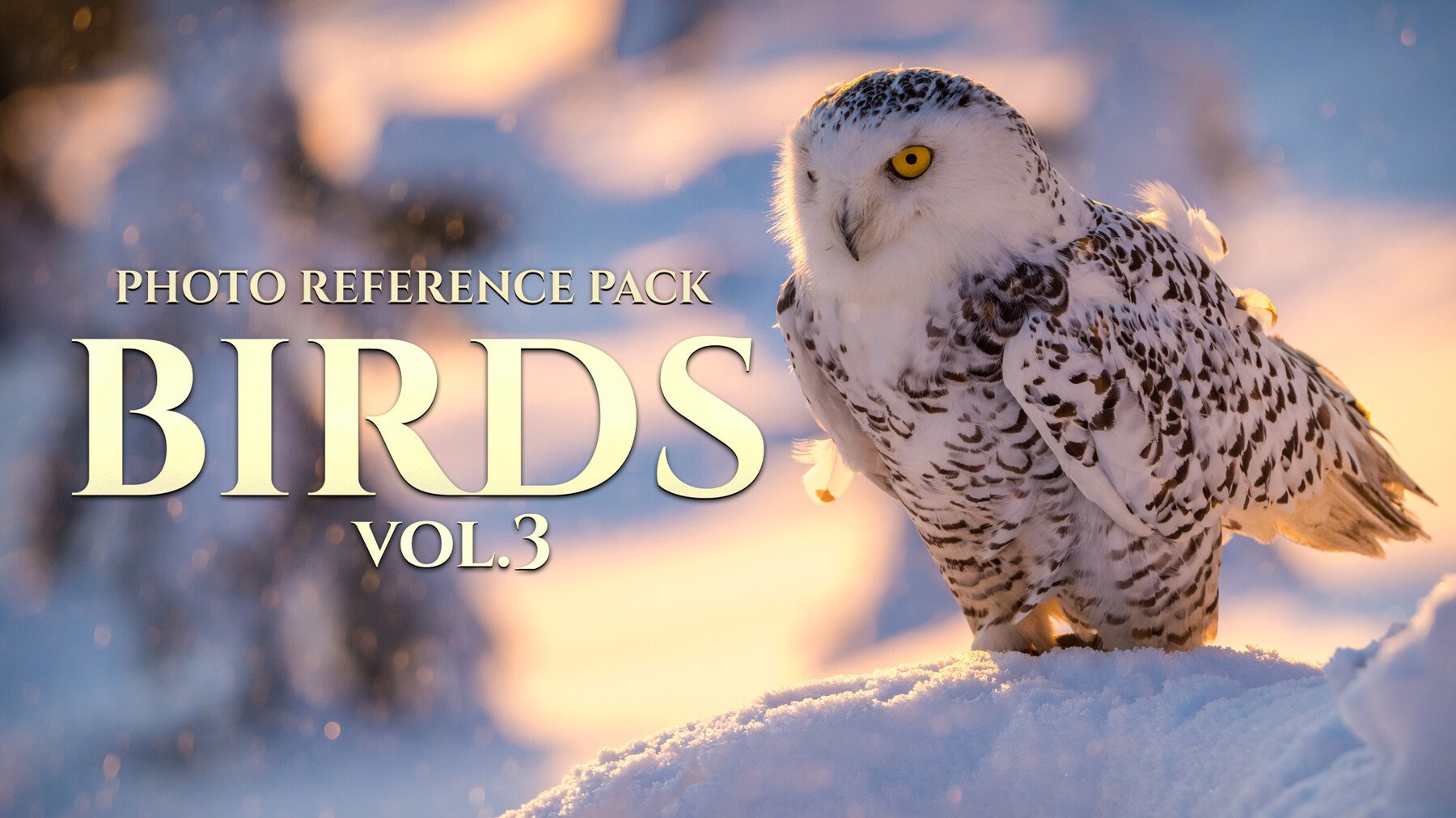 Birds Vol.3 - Reference Photo Pack For Artists 469 JPEGs