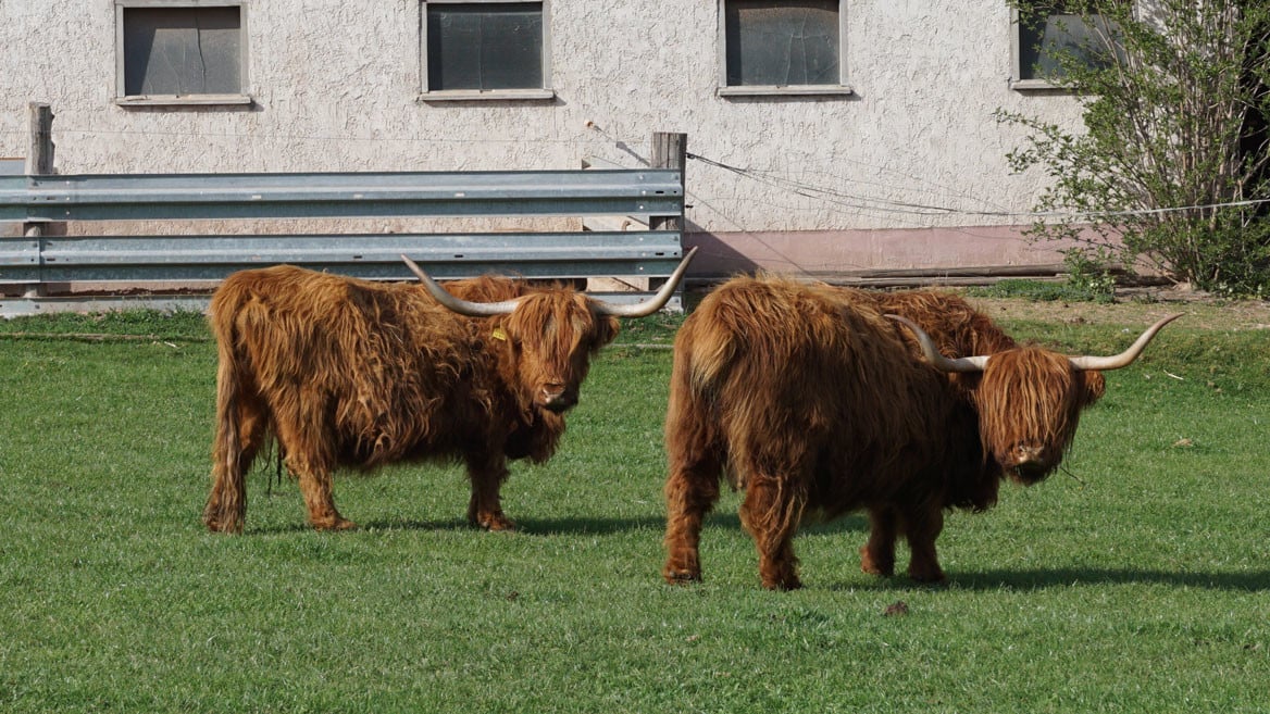 Galloway Cattle - 66 Reference pictures