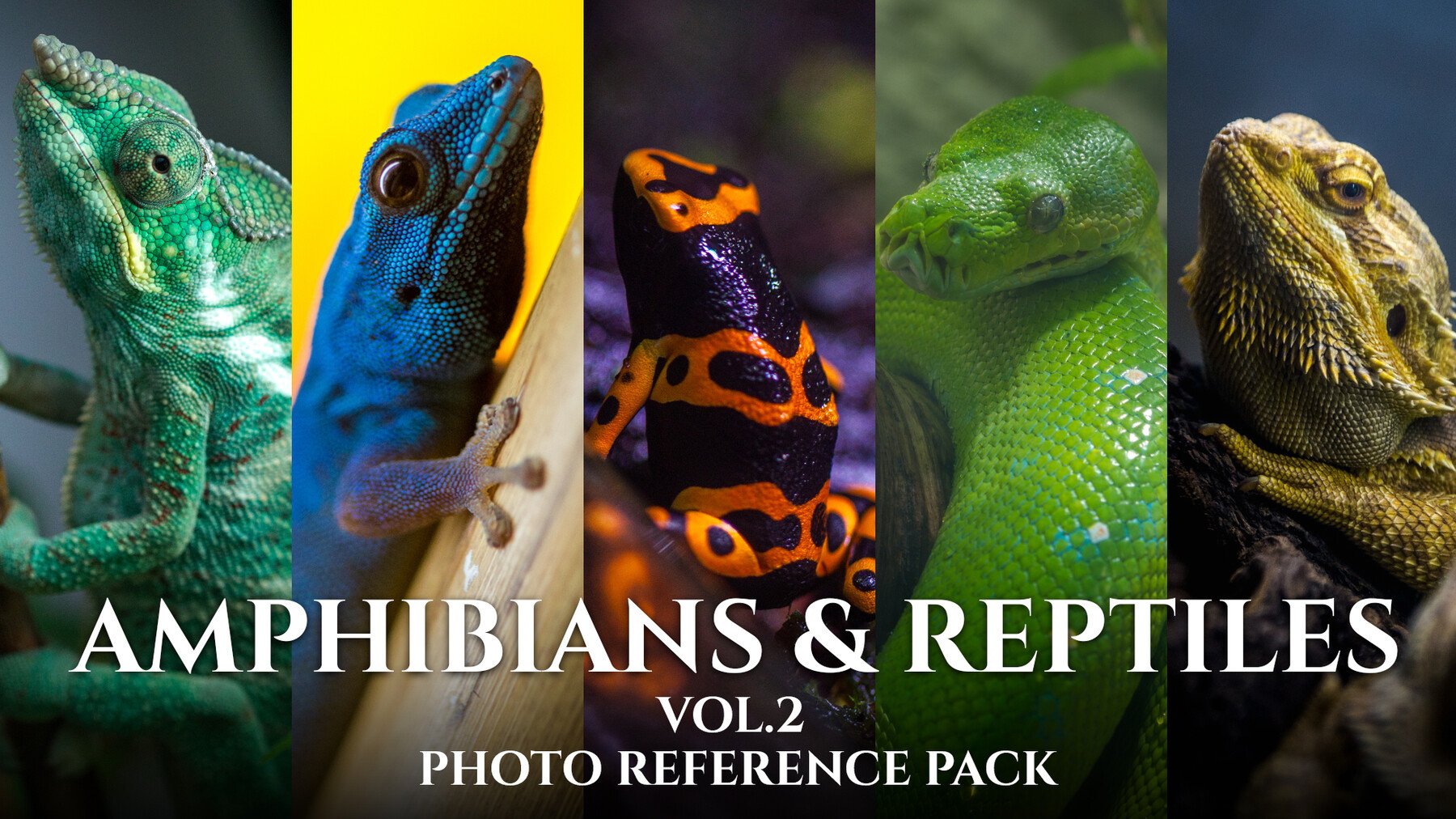 Amphibians & Reptiles vol.2- Photo Referecne Pack For Artists 432 JPEGs