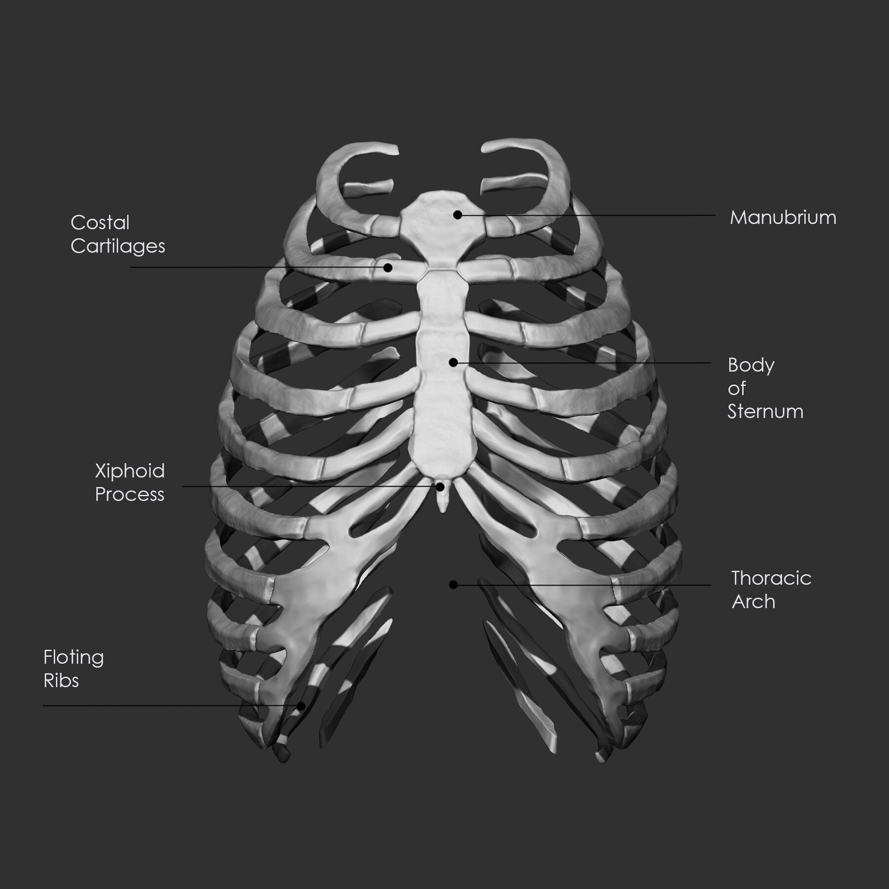 (Skeleton) Human Bones Collection IMM\Stl\Obj Brush Pack 26 in One