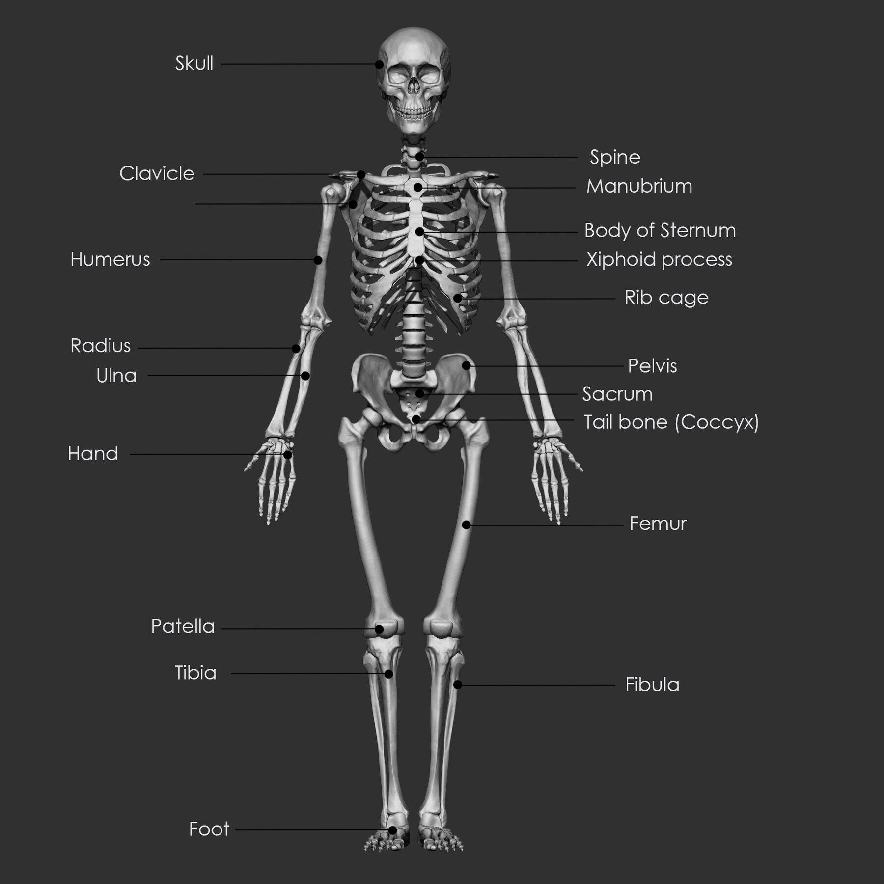 (Skeleton) Human Bones Collection IMM\Stl\Obj Brush Pack 26 in One