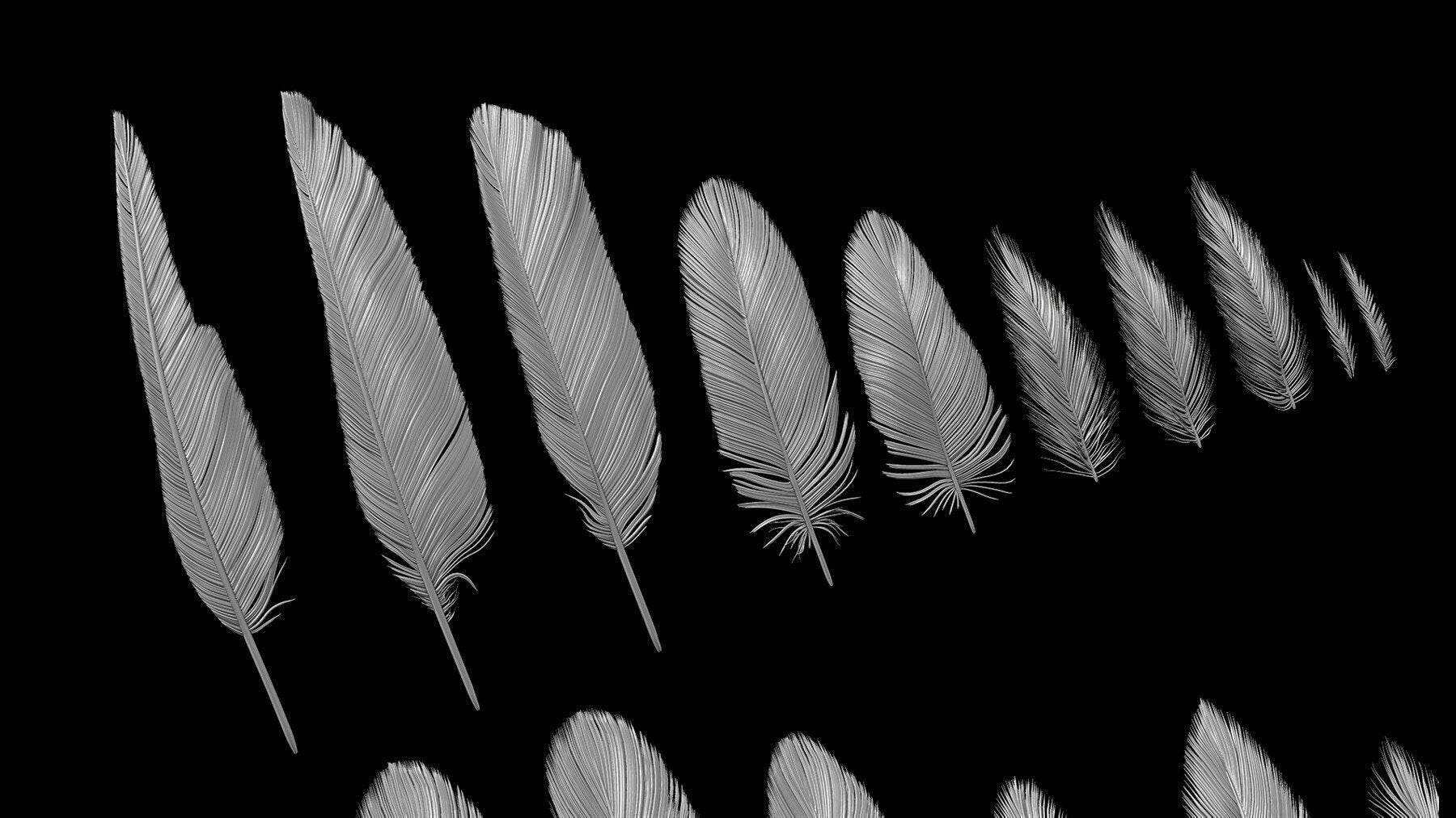 Red-Tailed Hawk Feathers IMM