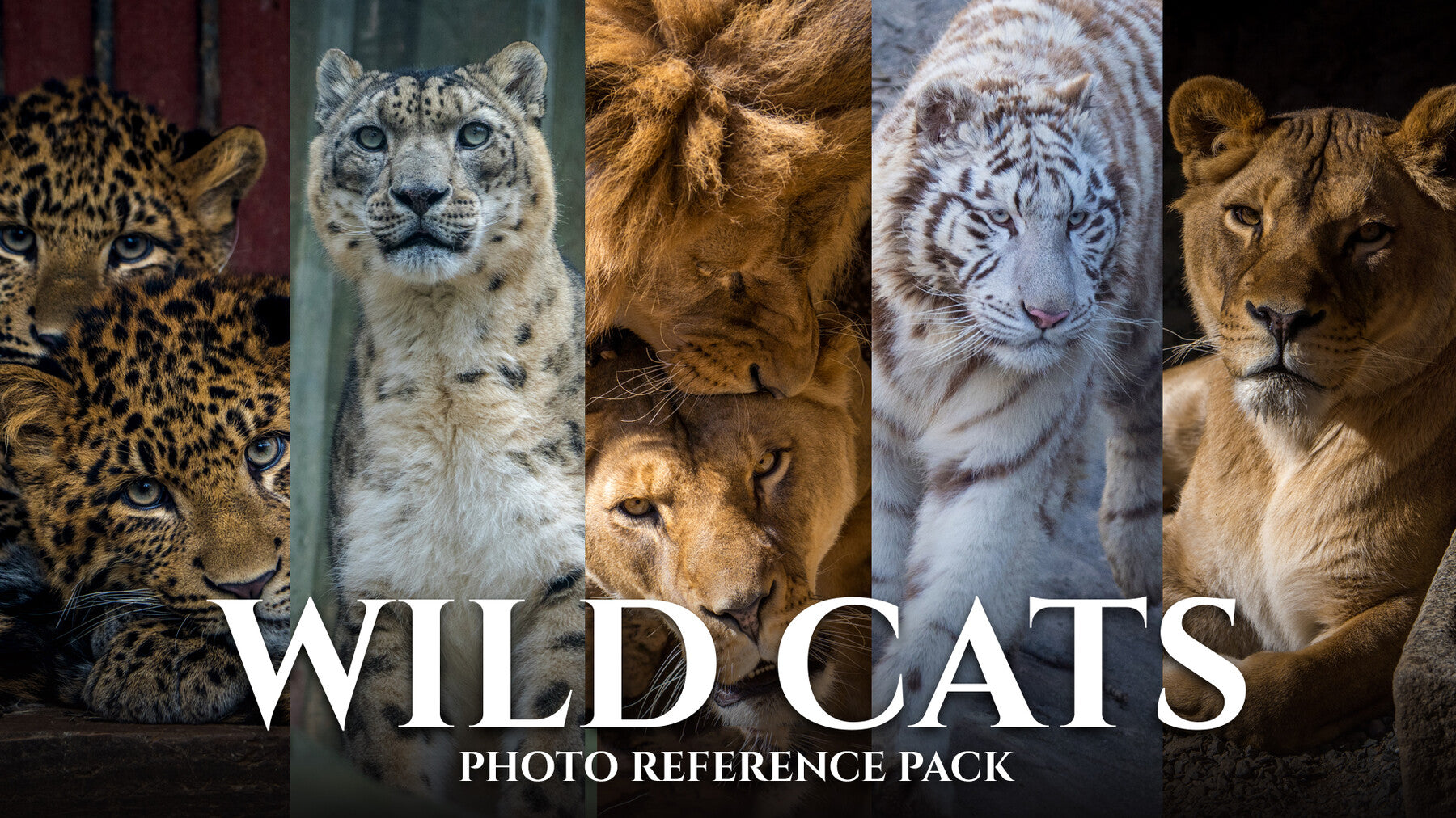 Wild Cats - Reference Photo Pack For Artists 399 JPEGs