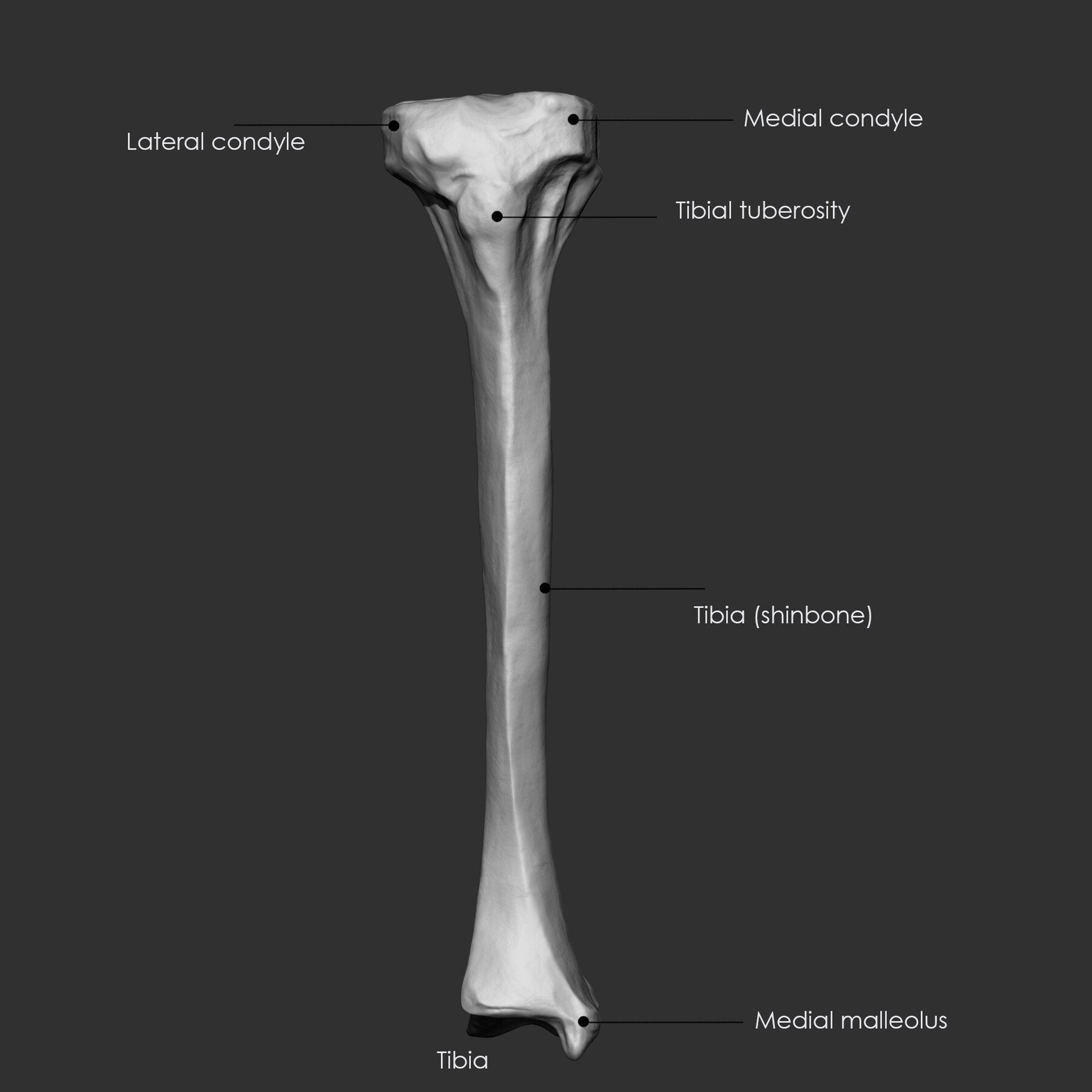 (Skeleton) Human Bones Collection IMM\Stl\Obj Brush Pack 26 in One