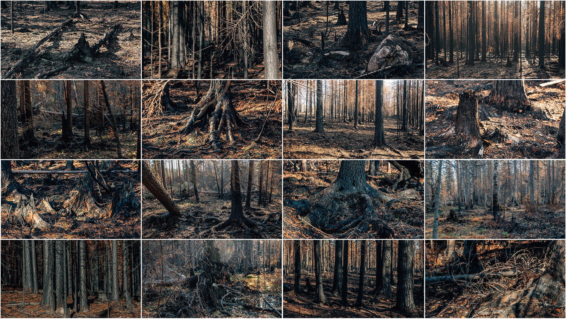 400+ Burnt Forest Reference Pictures