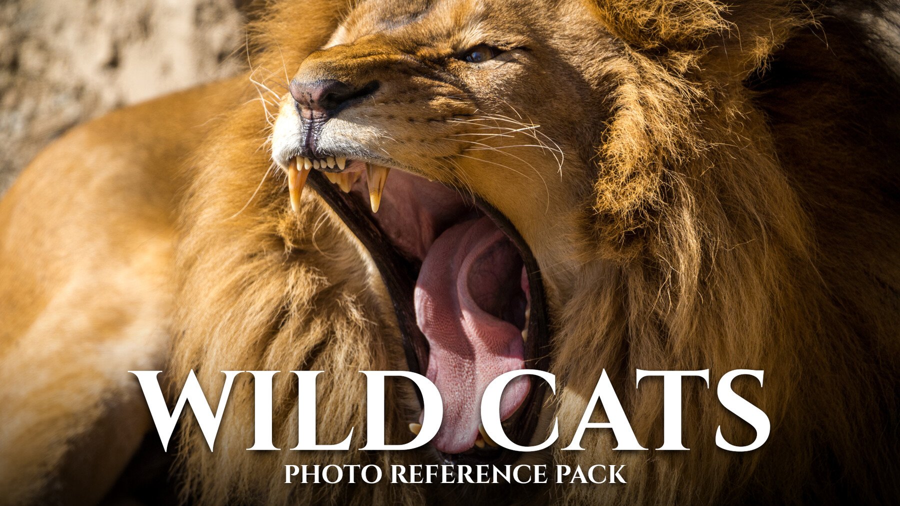 Wild Cats - Reference Photo Pack For Artists 399 JPEGs