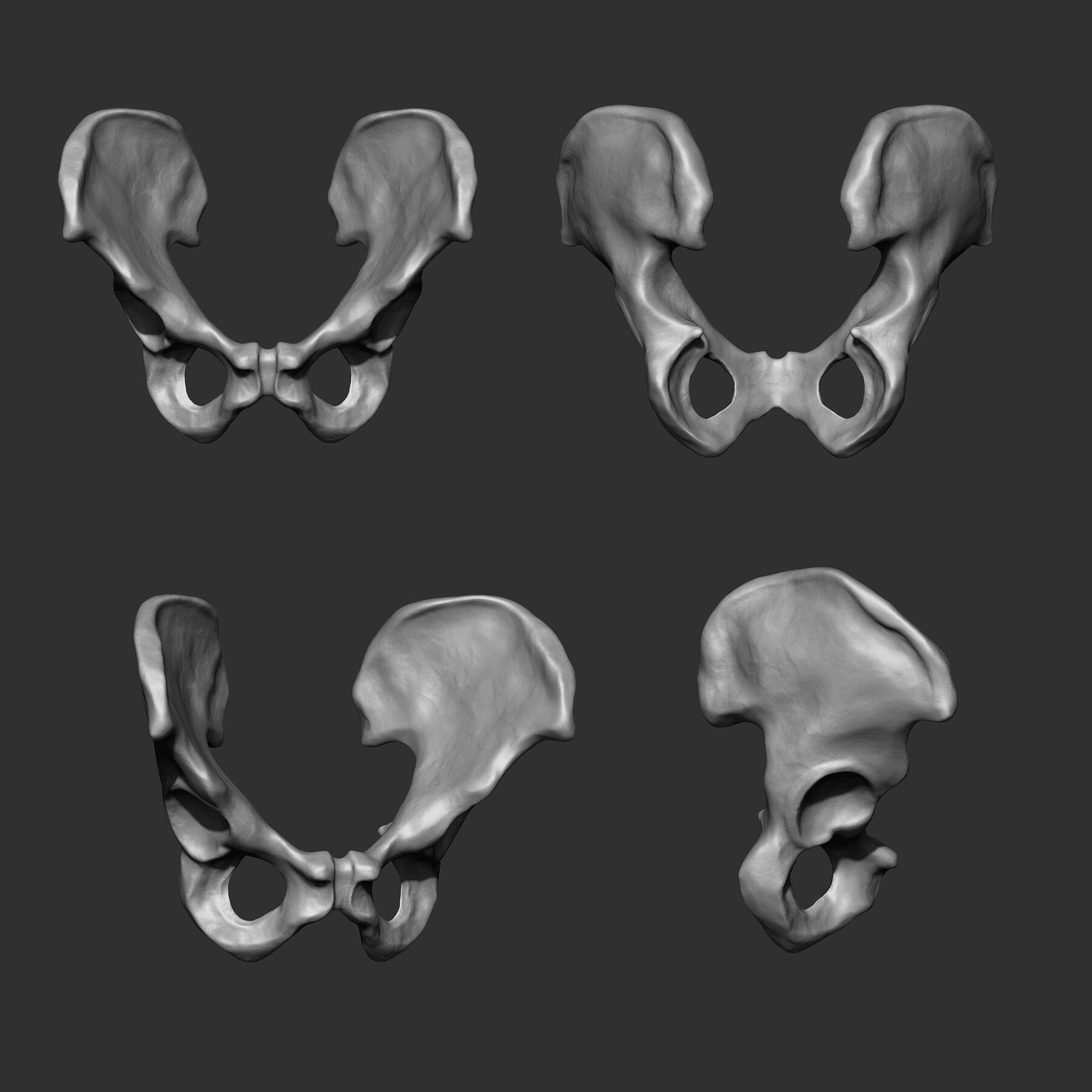 (Skeleton) Human Bones Collection IMM\Stl\Obj Brush Pack 26 in One