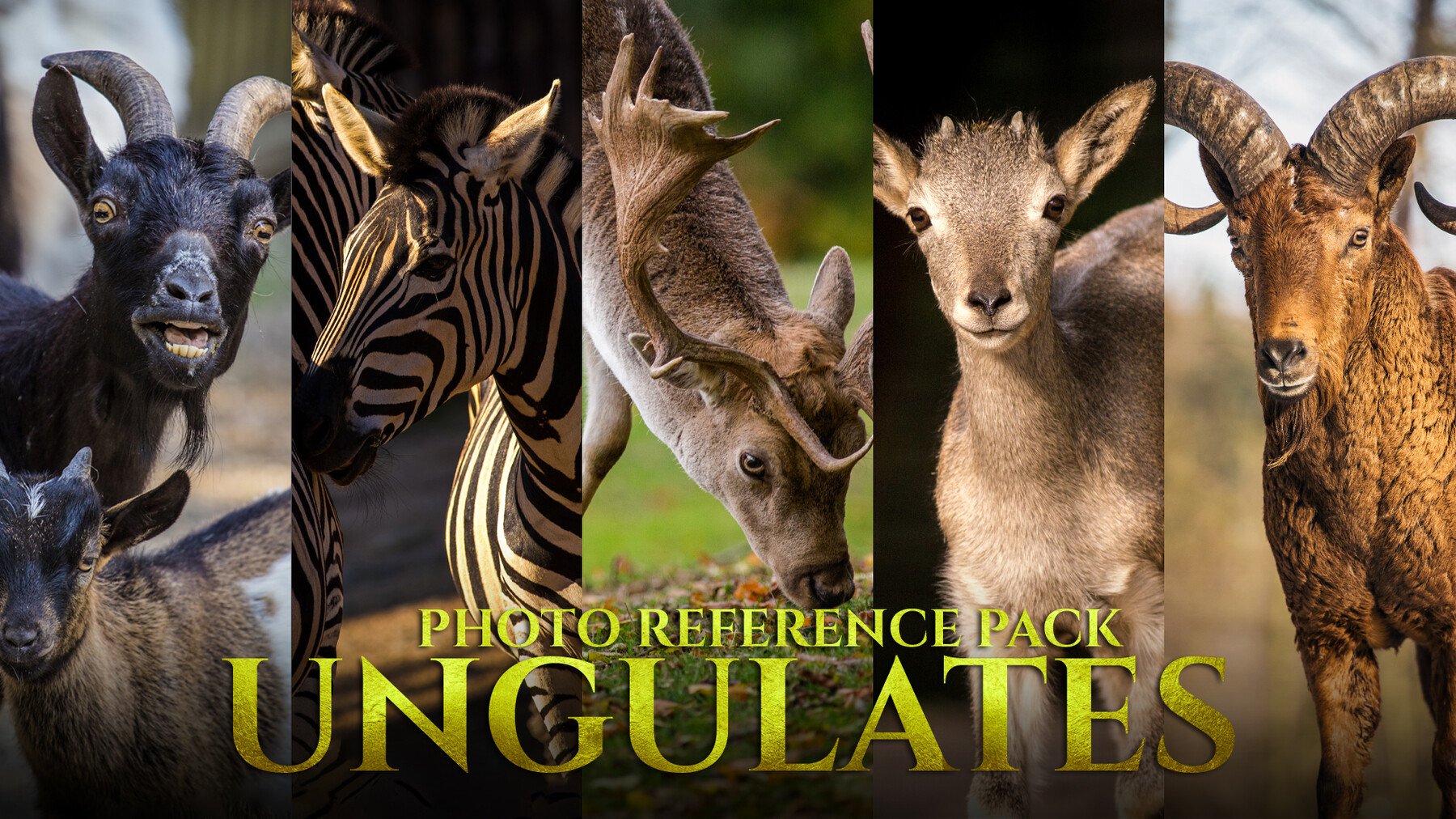 Ungulates - Reference Photo Pack For Artists 417 JPEGs