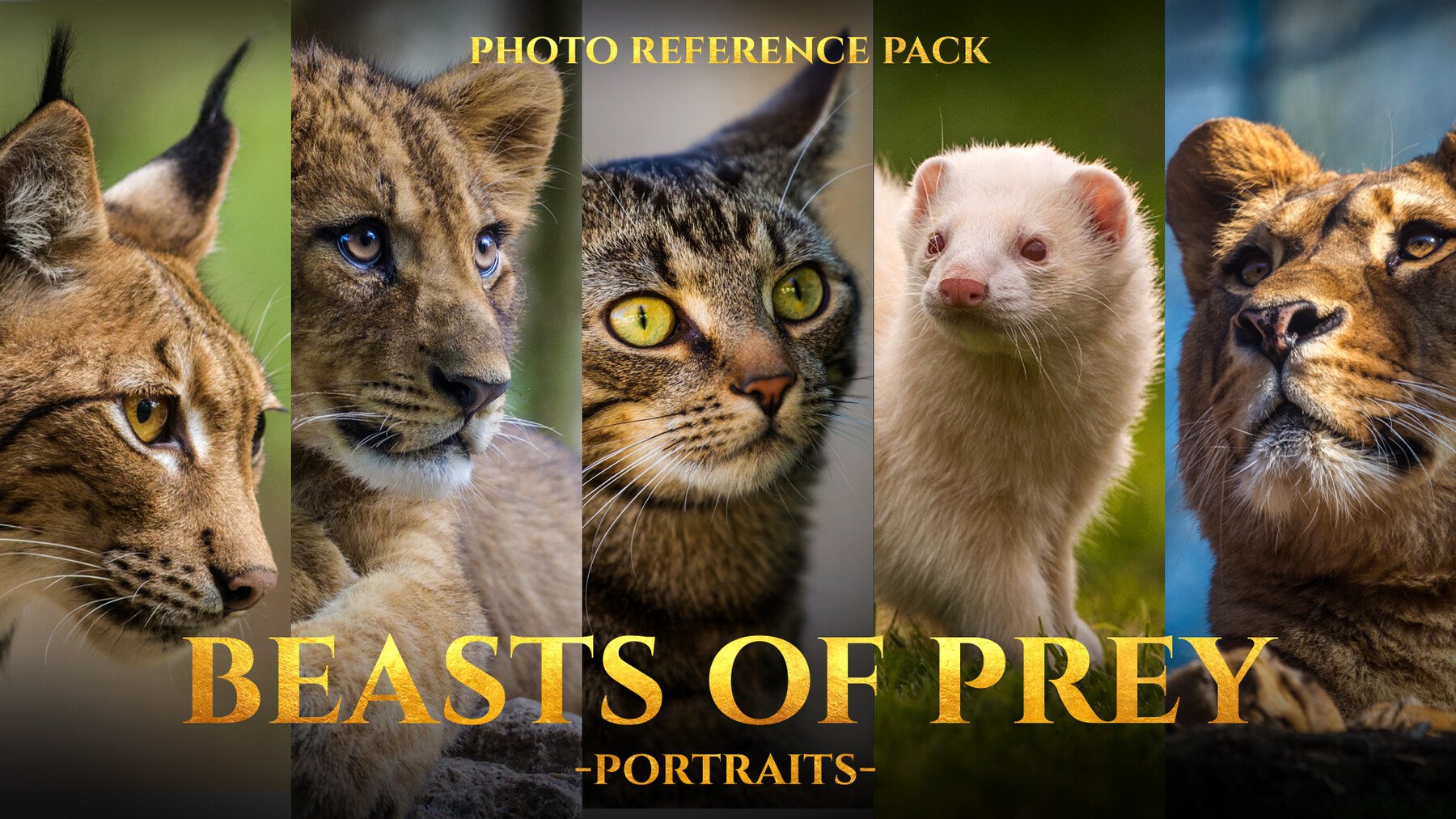 Beasts of Prey Portraits - Reference Photo Pack For Artists 213 JPEGs