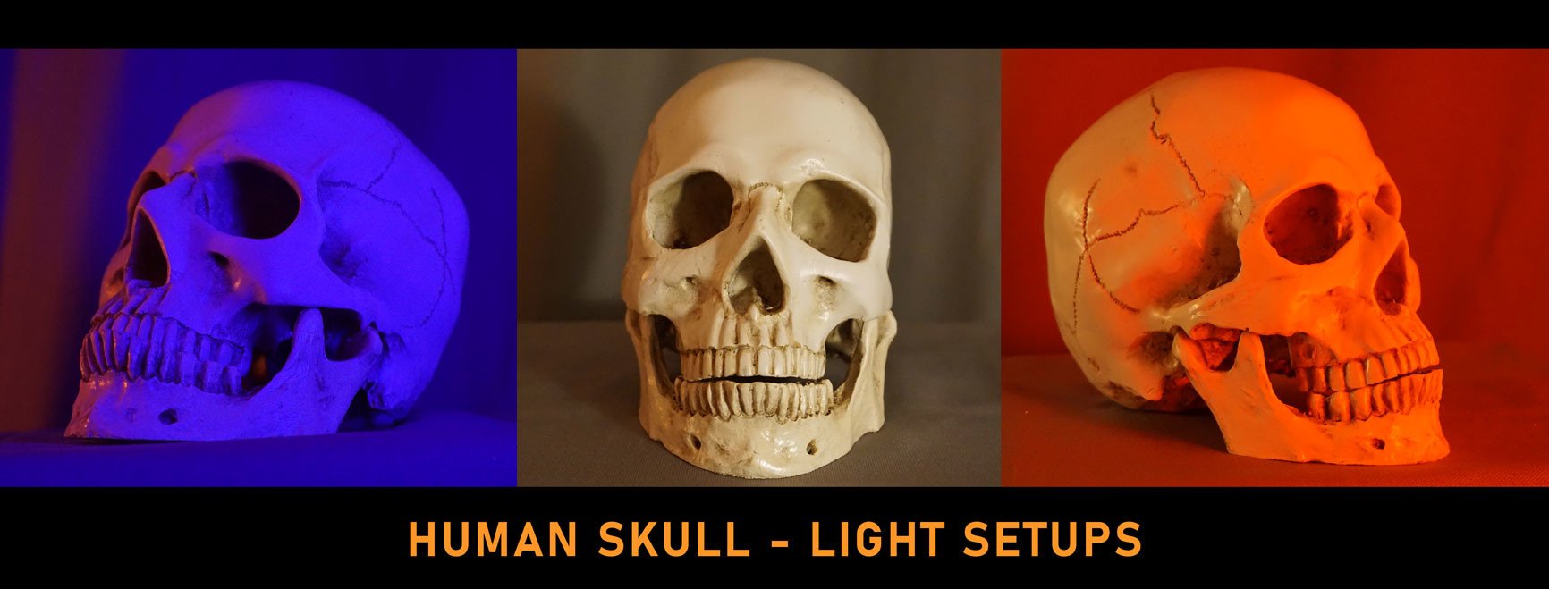 Human Skull - 140+ Reference pictures