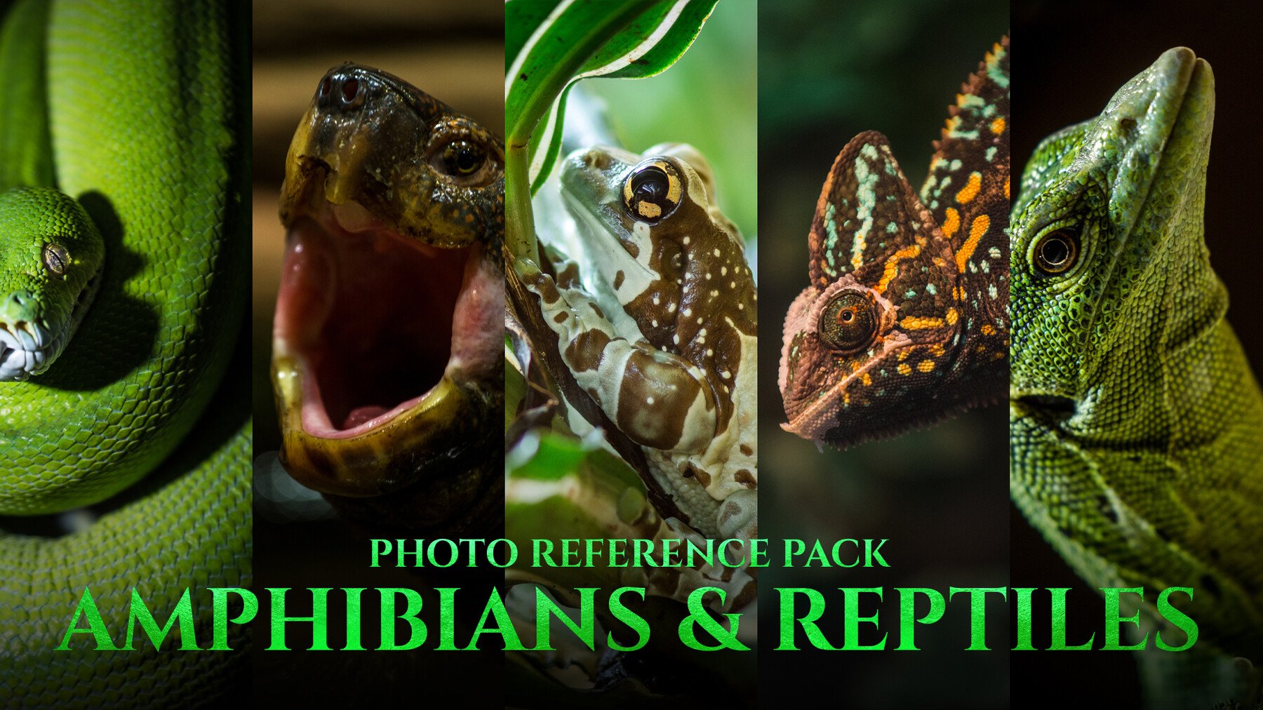 Amphibians & Reptiles vol.1 - Reference Photo Pack For Artists 197 JPEGs