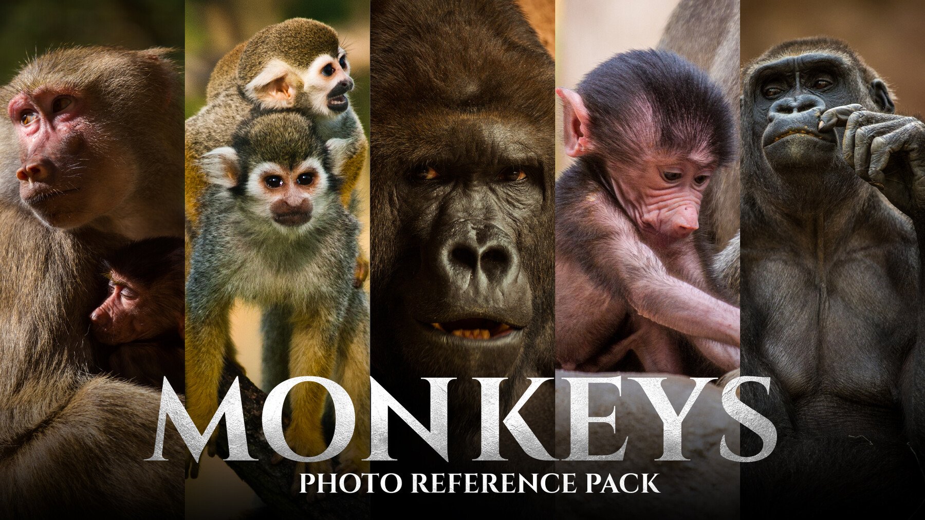 Monkeys vol.1 - Reference Photo Pack For Artists 159 JPEGs