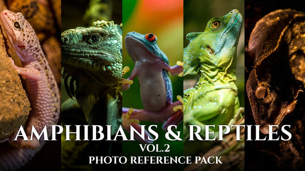 Amphibians & Reptiles vol.2- Photo Referecne Pack For Artists 432 JPEGs