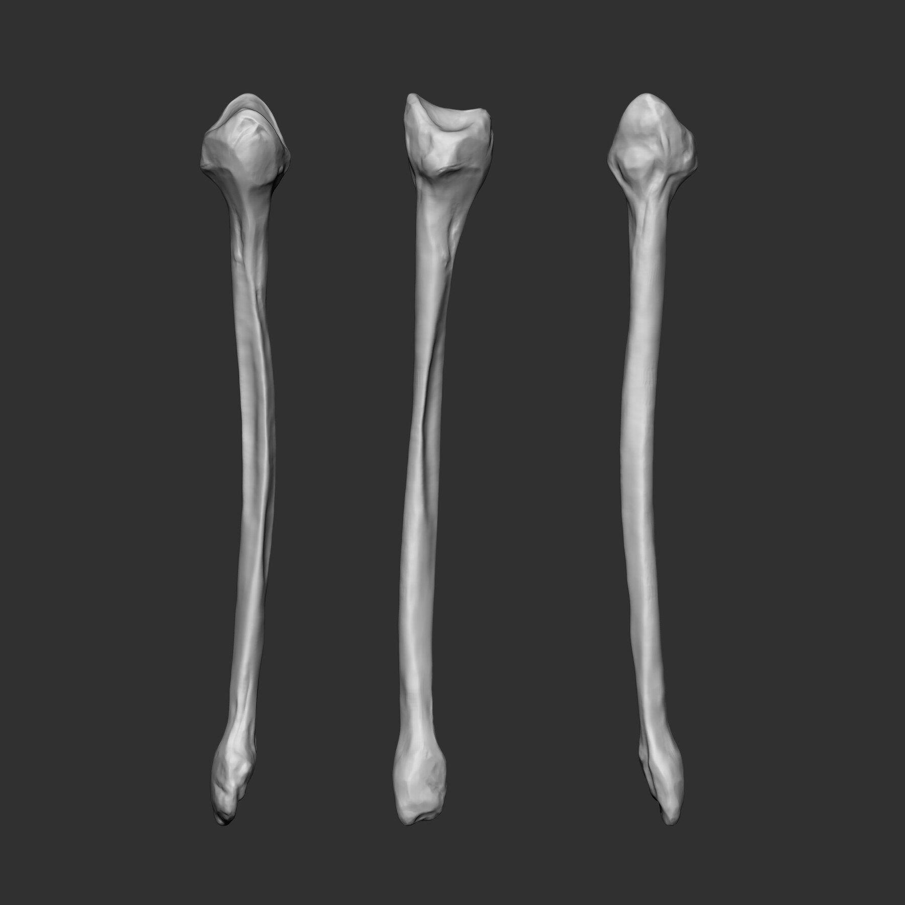 (Skeleton) Human Bones Collection IMM\Stl\Obj Brush Pack 26 in One