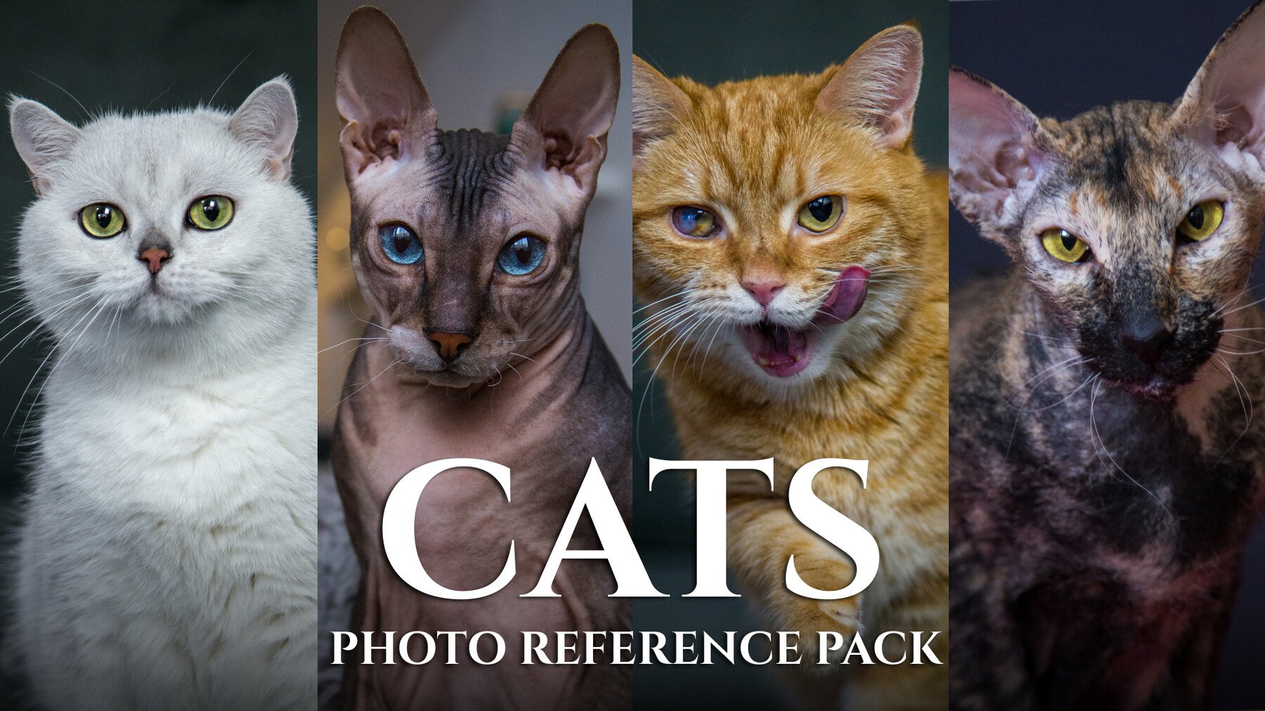 Cats-Photo Reference Pack For Artists 421 JPEGs