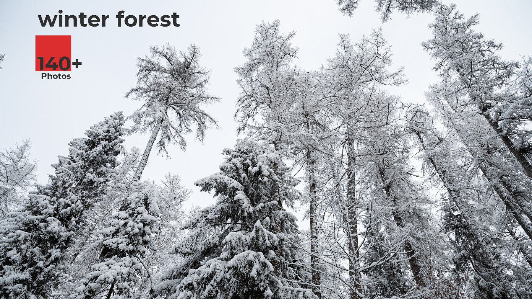 Winter Forest. Environment Refrence Pictures.