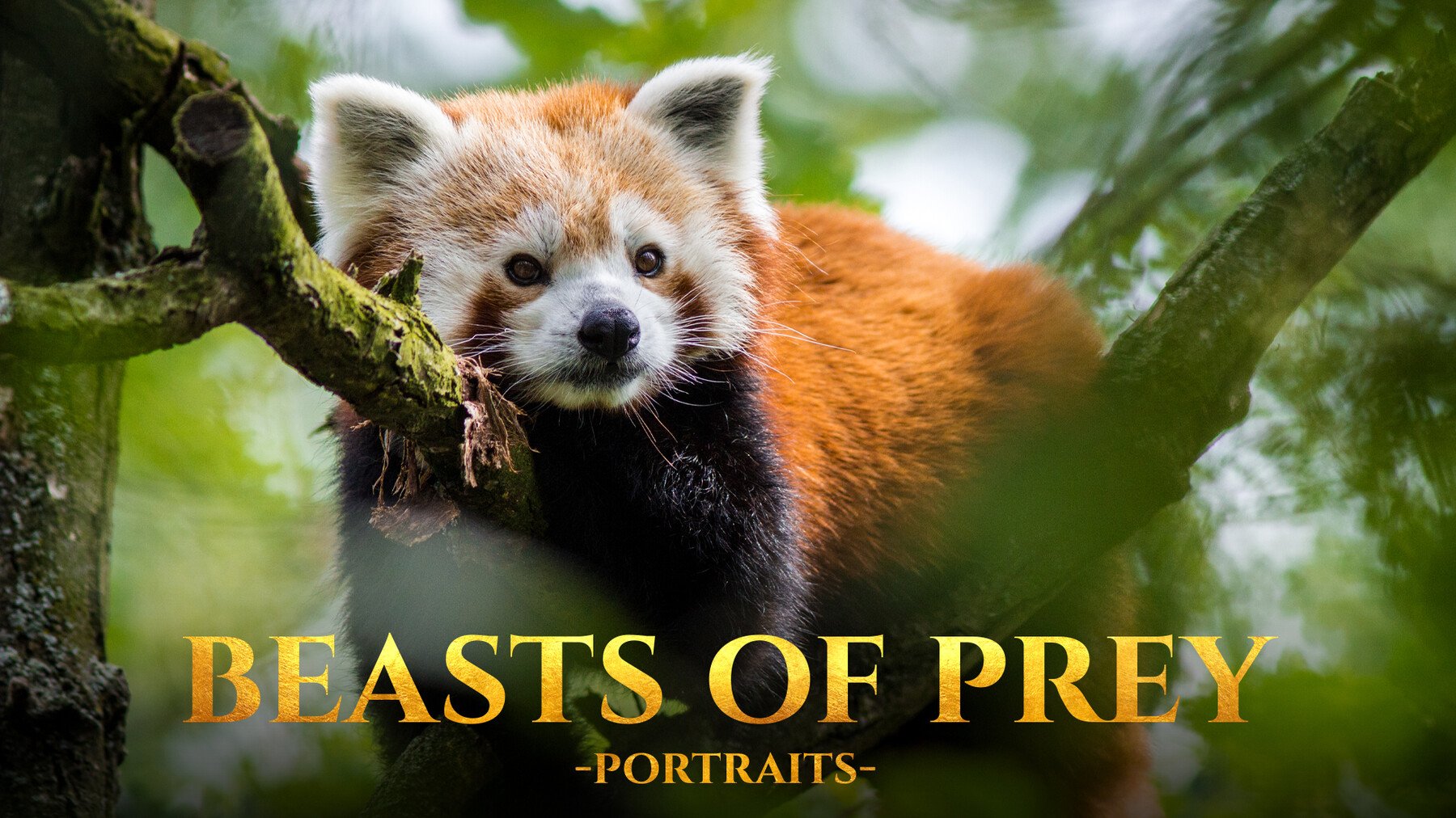 Beasts of Prey Portraits - Reference Photo Pack For Artists 213 JPEGs