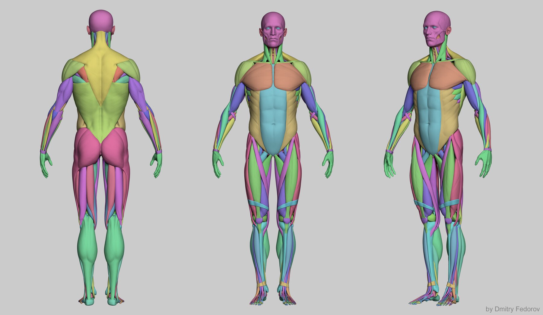 Anatomy male ecorche