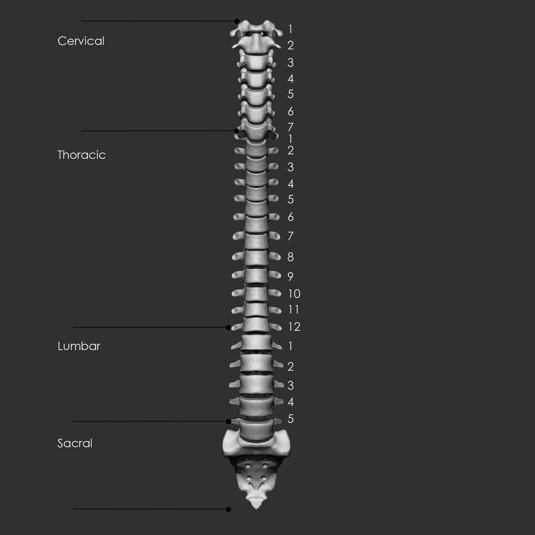 (Skeleton) Human Bones Collection IMM\Stl\Obj Brush Pack 26 in One