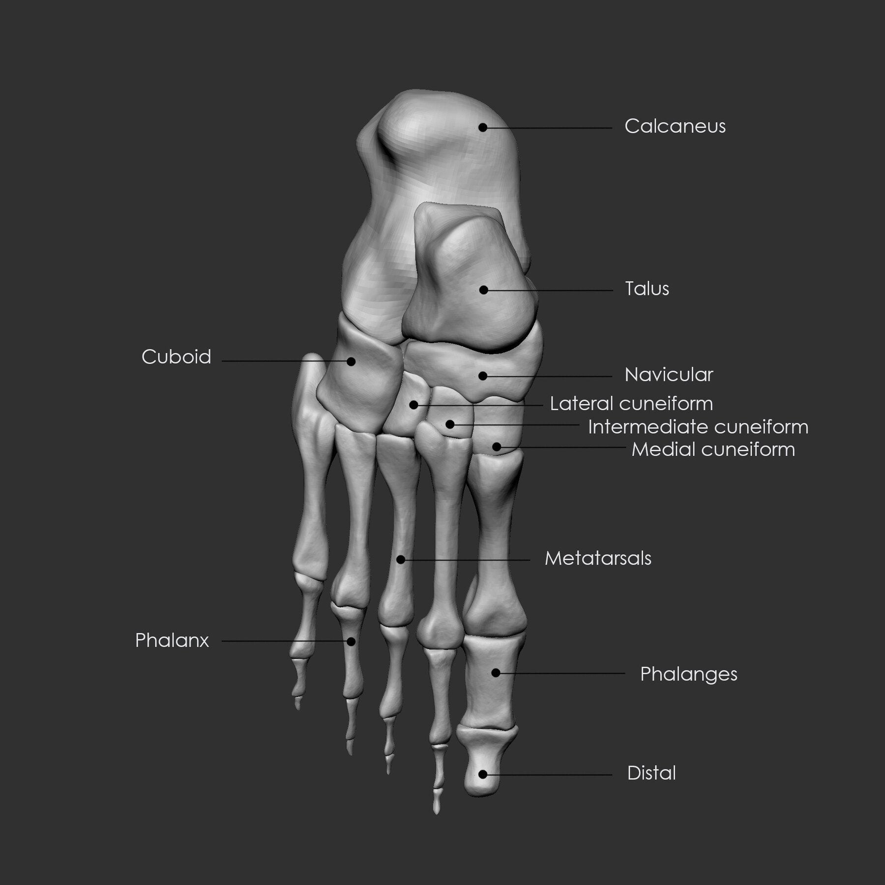 (Skeleton) Human Bones Collection IMM\Stl\Obj Brush Pack 26 in One