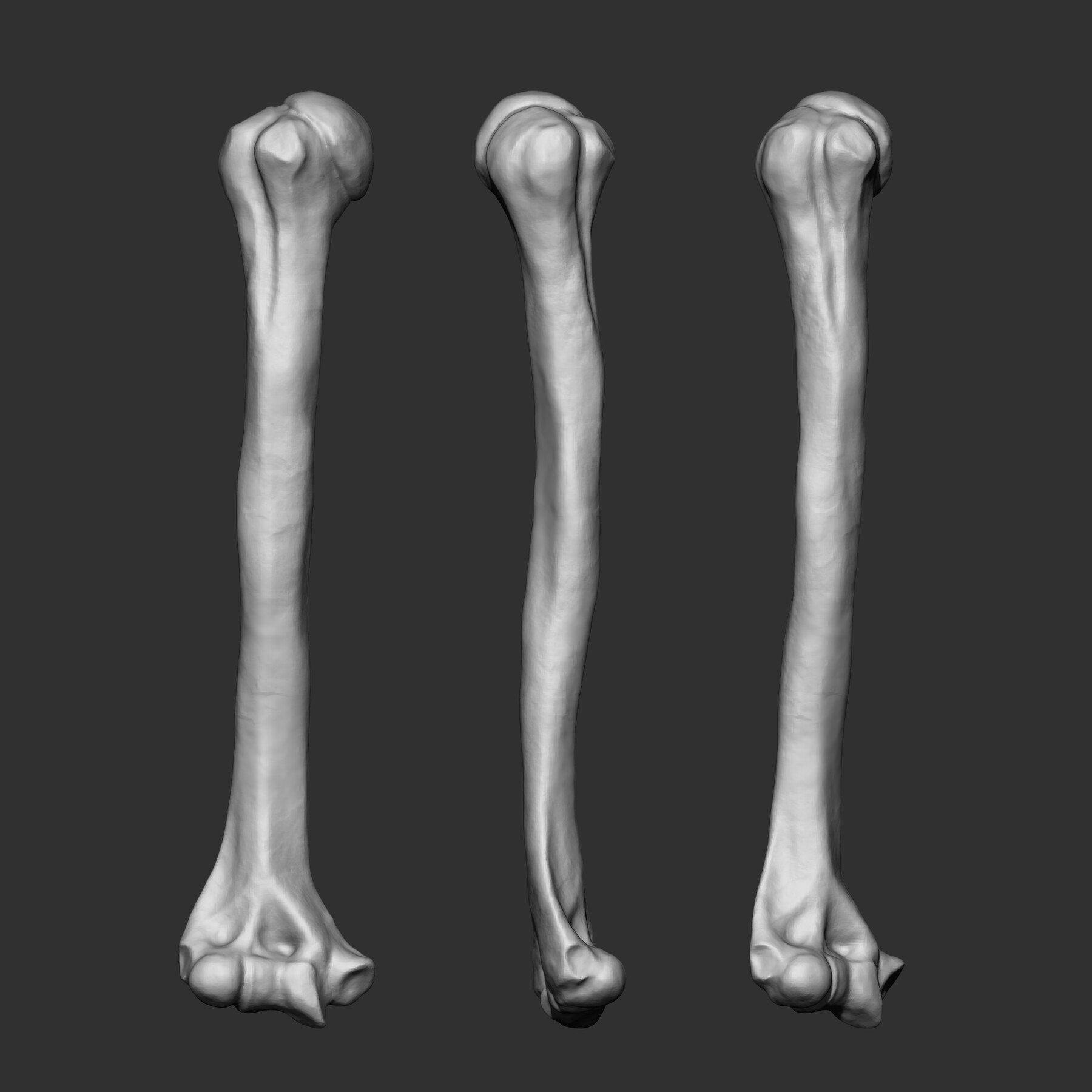 (Skeleton) Human Bones Collection IMM\Stl\Obj Brush Pack 26 in One