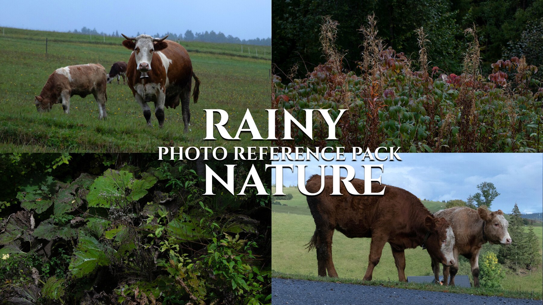 Rainy Nature - Photo Reference Pack For Artists 180 JPEGs