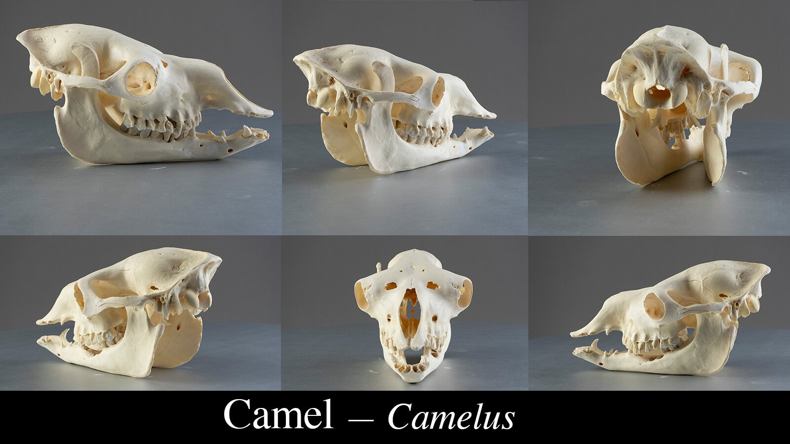 1200+ Turnaround Skull Collection Reference Pictures