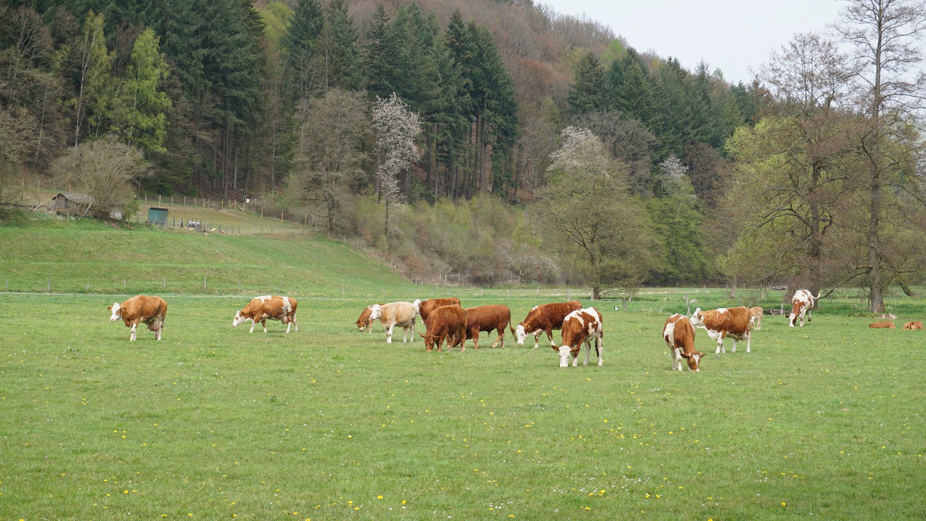 Cattle Herd - 280+ Reference pictures