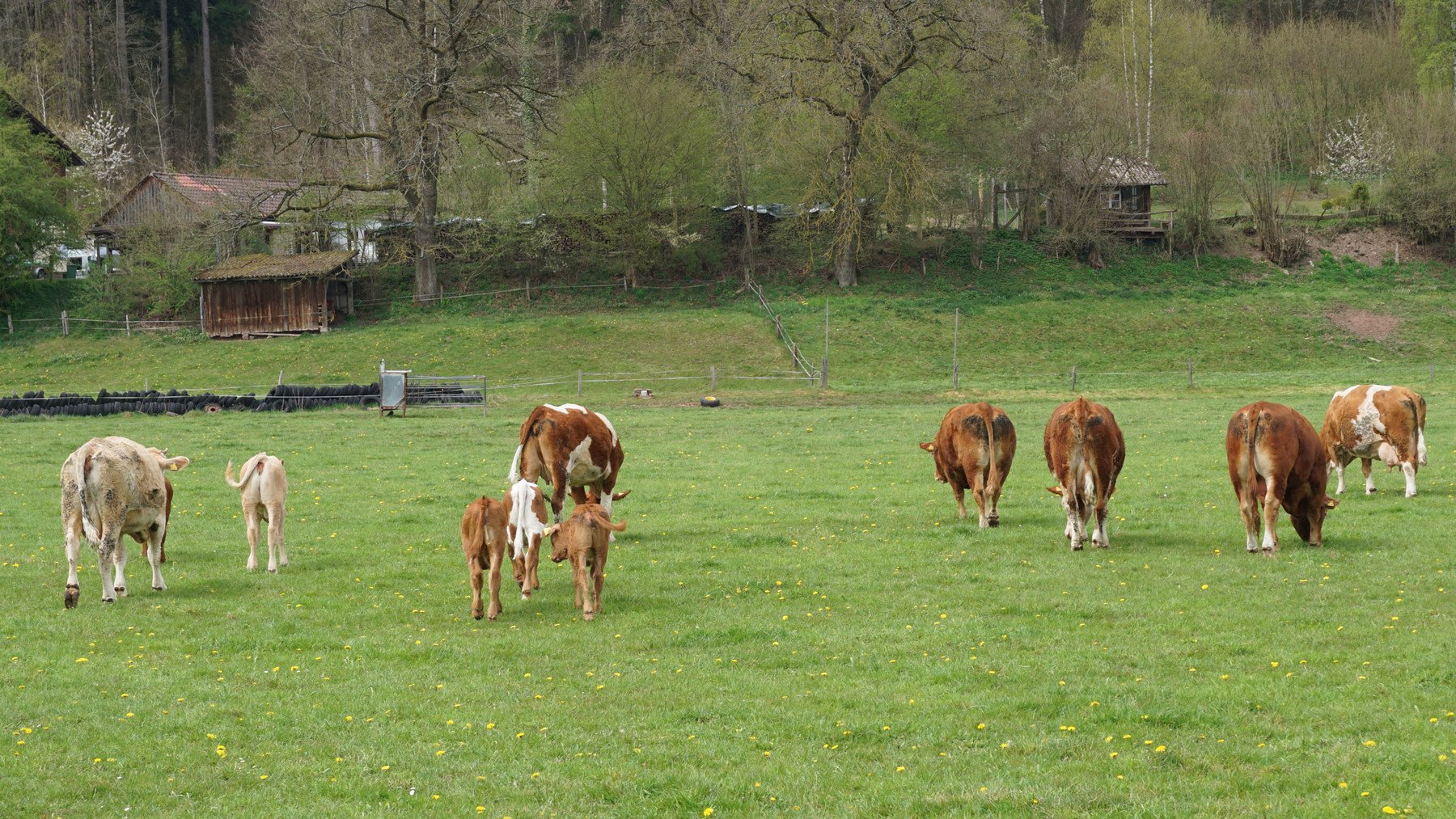 Cattle Herd - 280+ Reference pictures