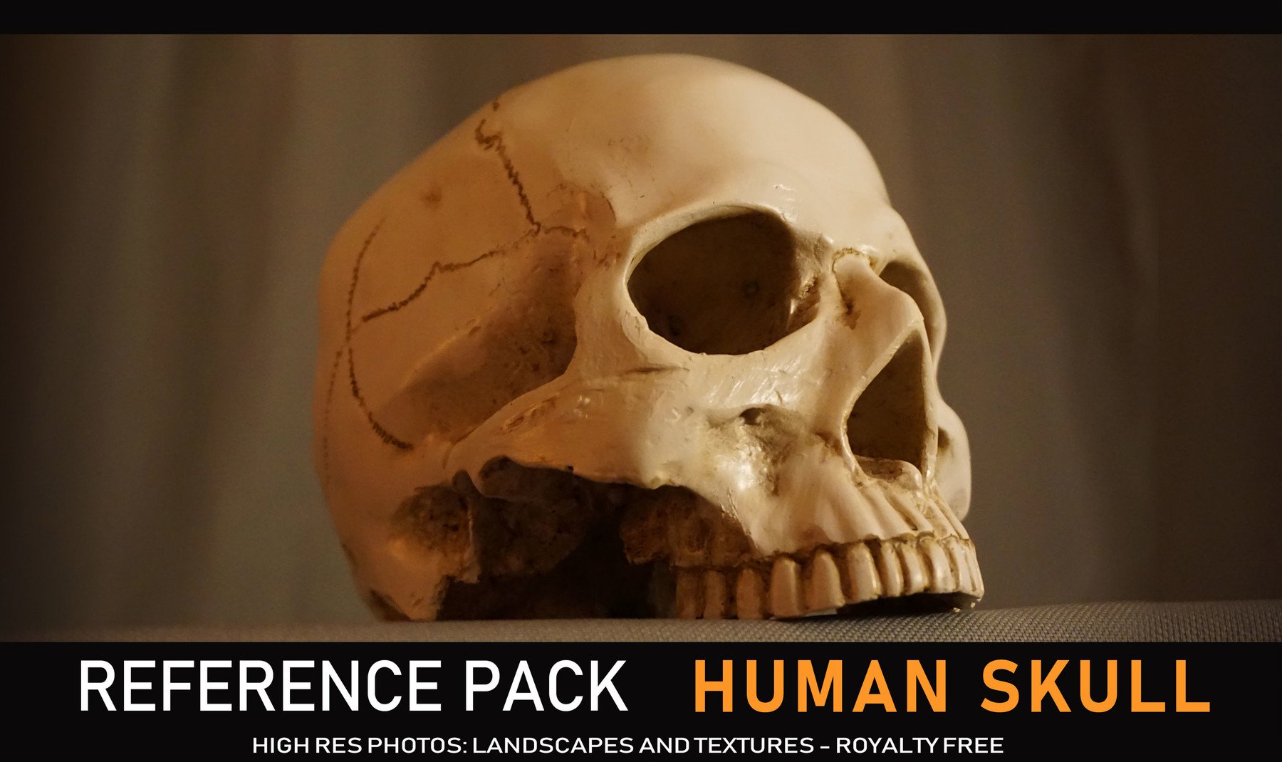 Human Skull - 140+ Reference pictures