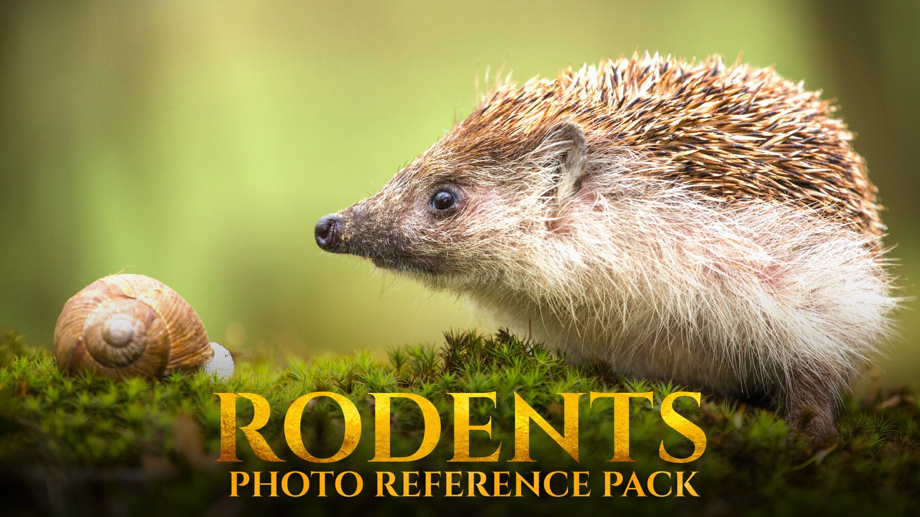 Rodents - Reference Photo Pack For Artists 178 JPEGs