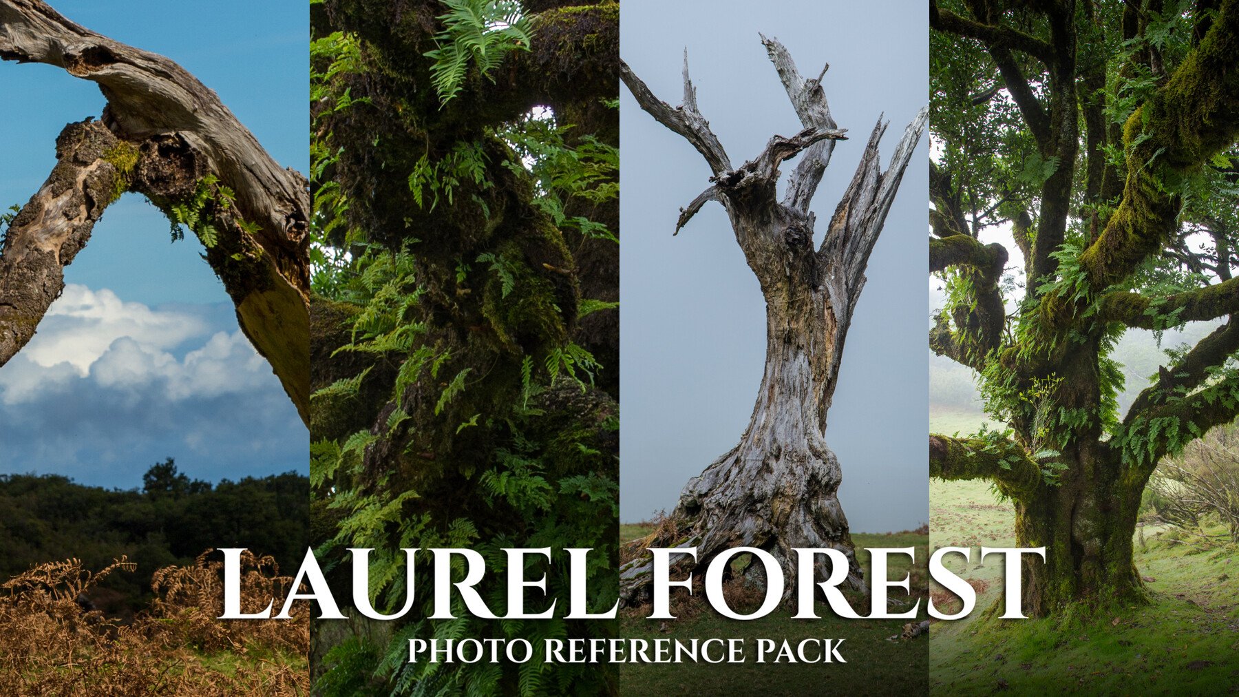 Laurel Forest- Photo Reference Pack- 476 JPEGs