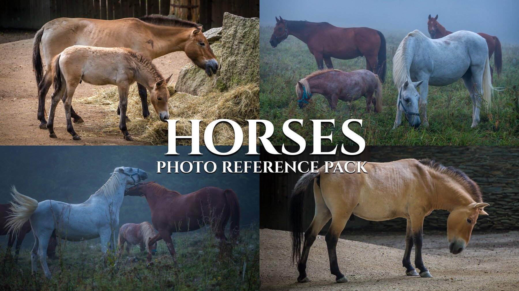 Horses - Reference Photo Pack For Artists 397 JPEGs