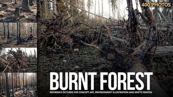 400+ Burnt Forest Reference Pictures