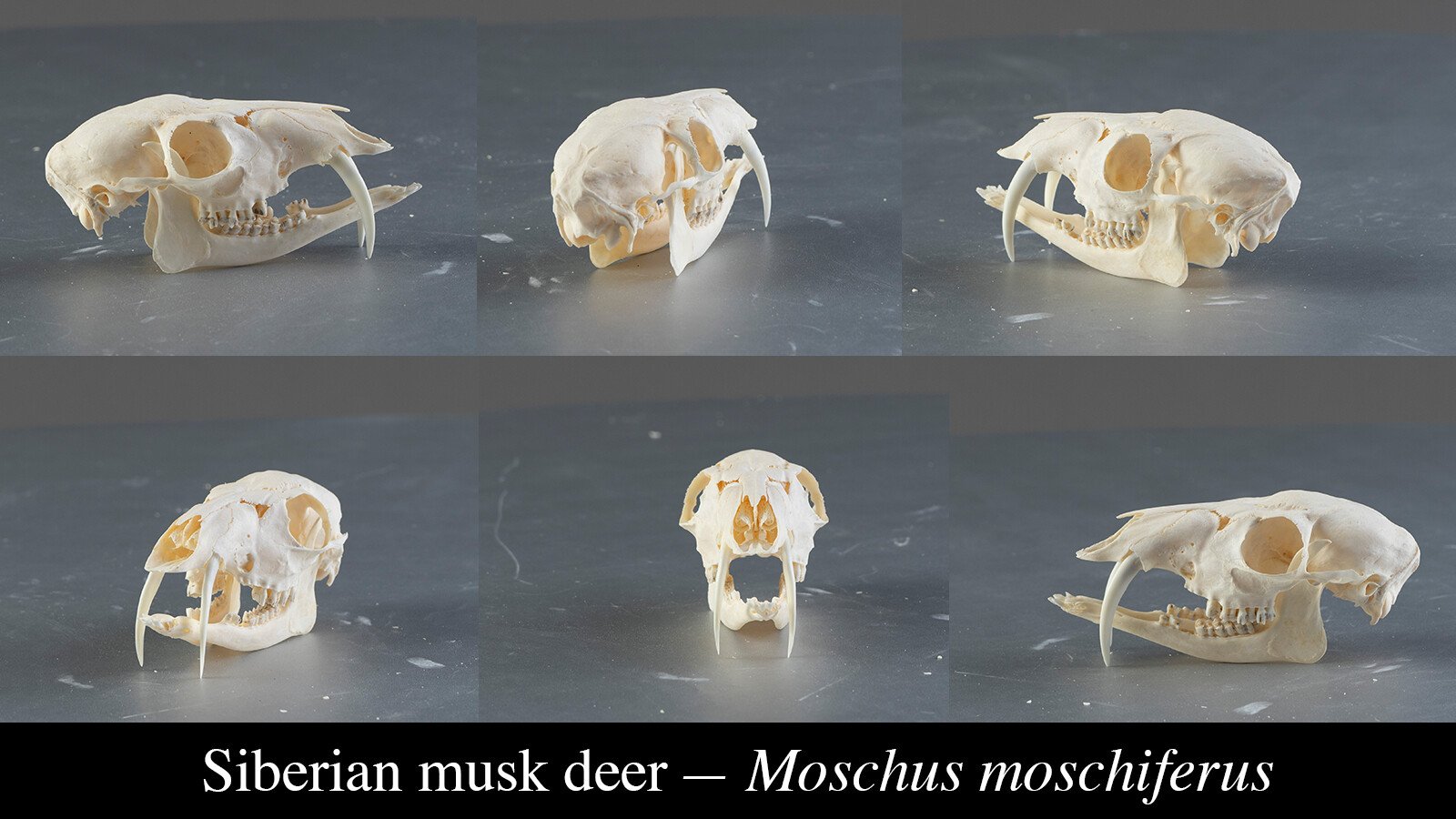 1200+ Turnaround Skull Collection Reference Pictures