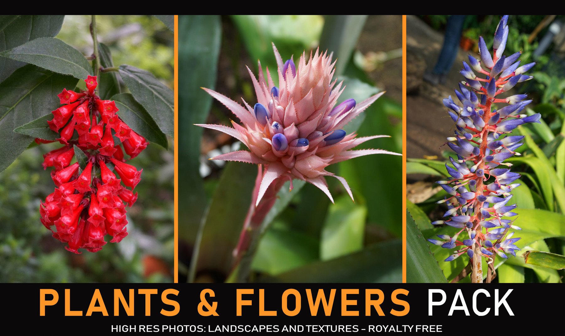 Exotic Plants and Flowers 290+ Reference pictures