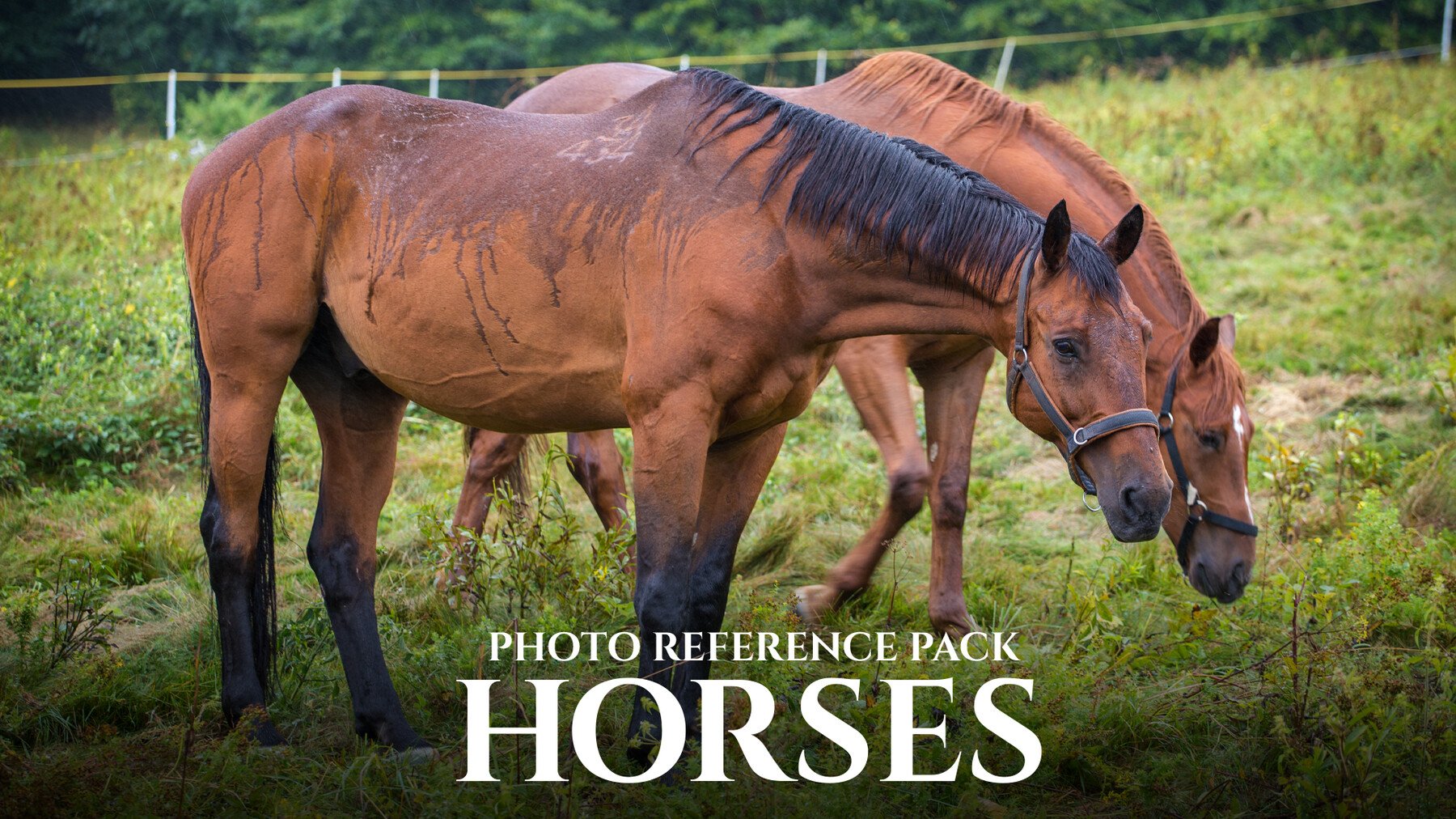 Horses - Reference Photo Pack For Artists 397 JPEGs